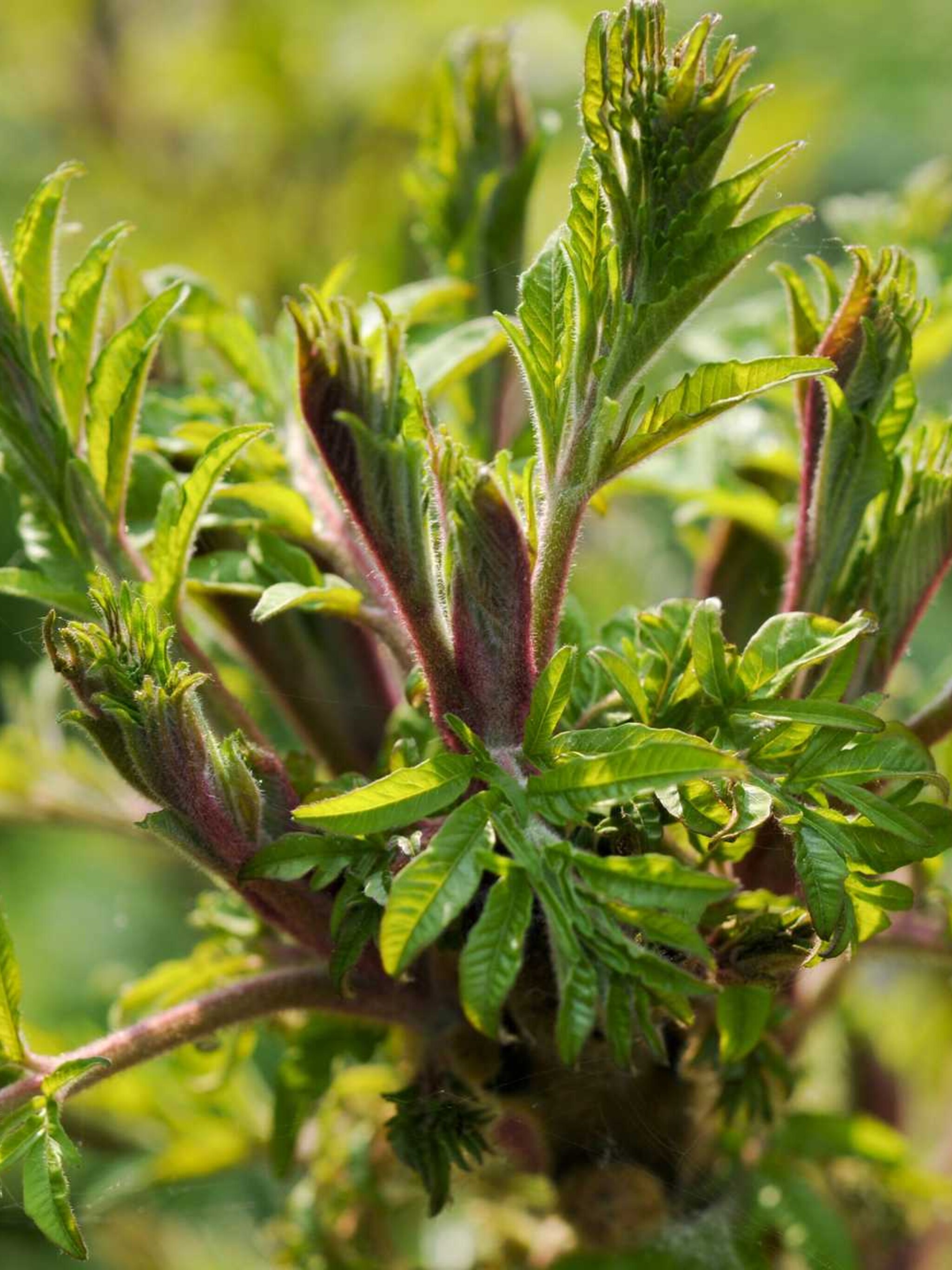 fluweelboom rhus glabra