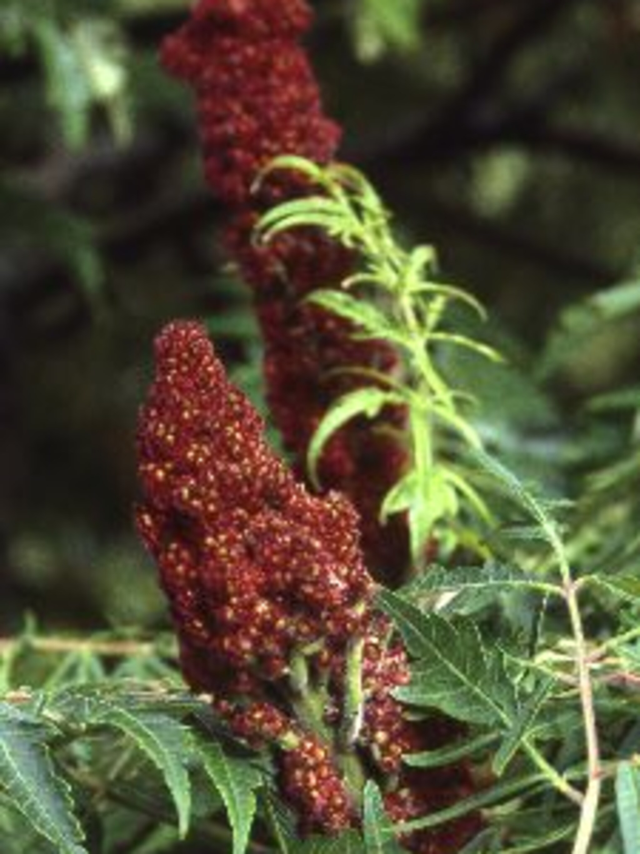 fluweelboom dissecta