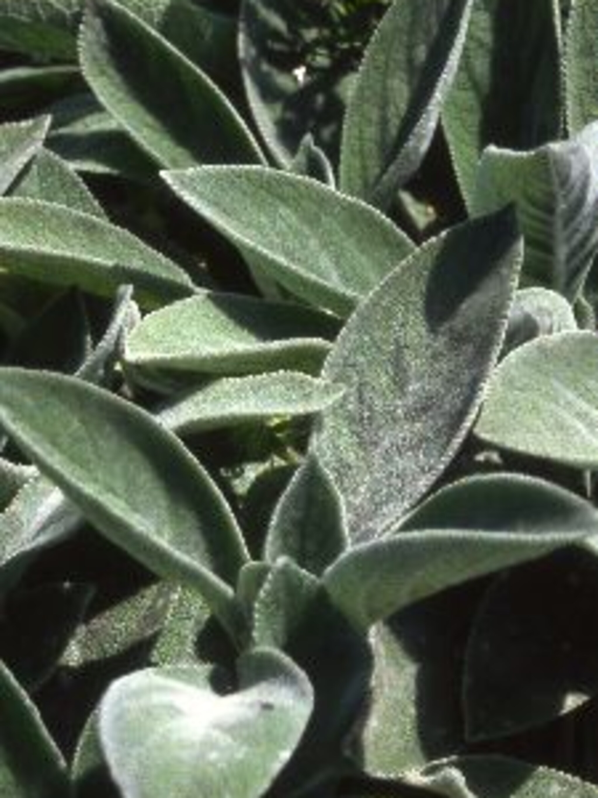 ezelsoor silver carpet