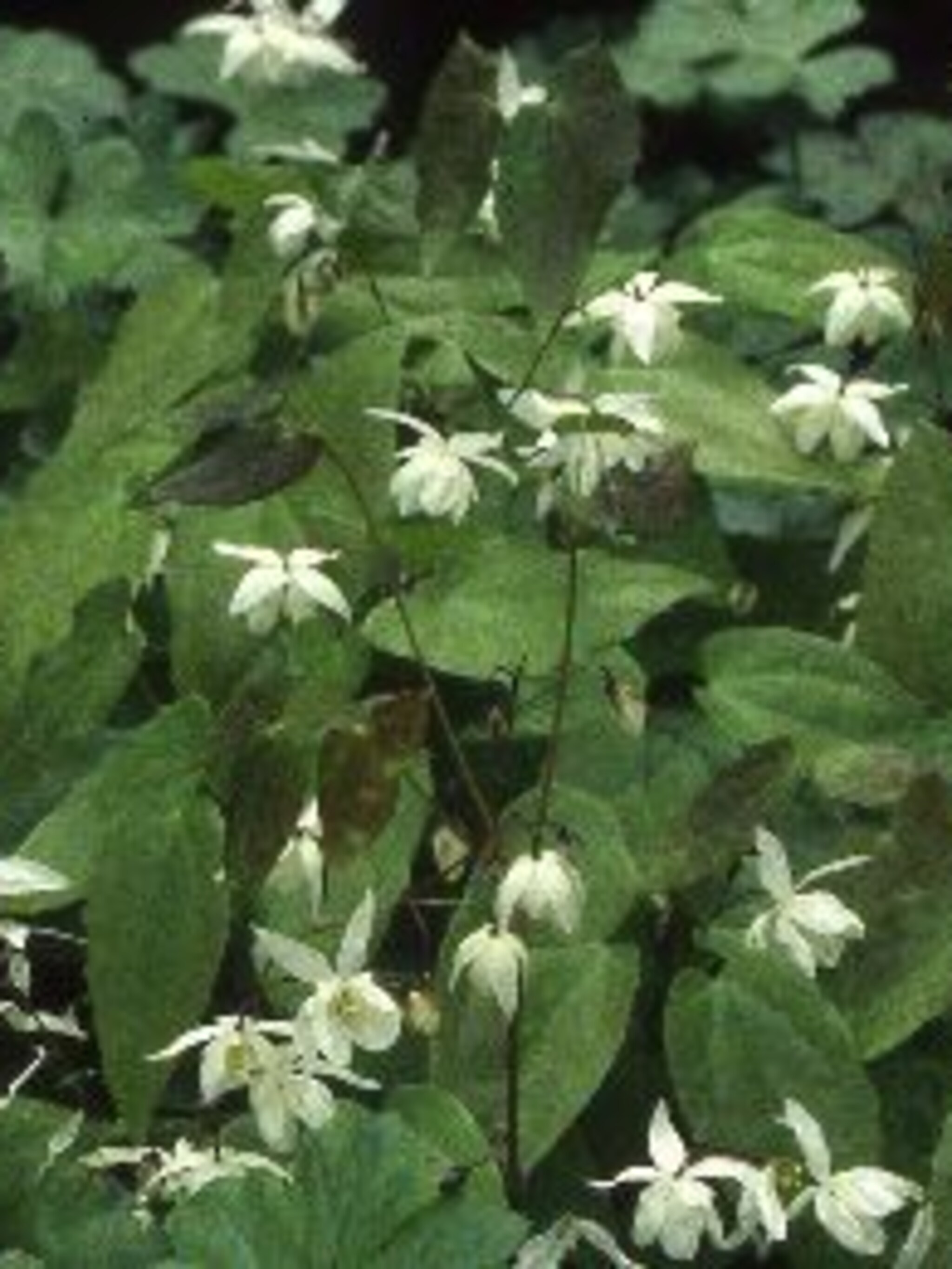 elfenbloem youngianum