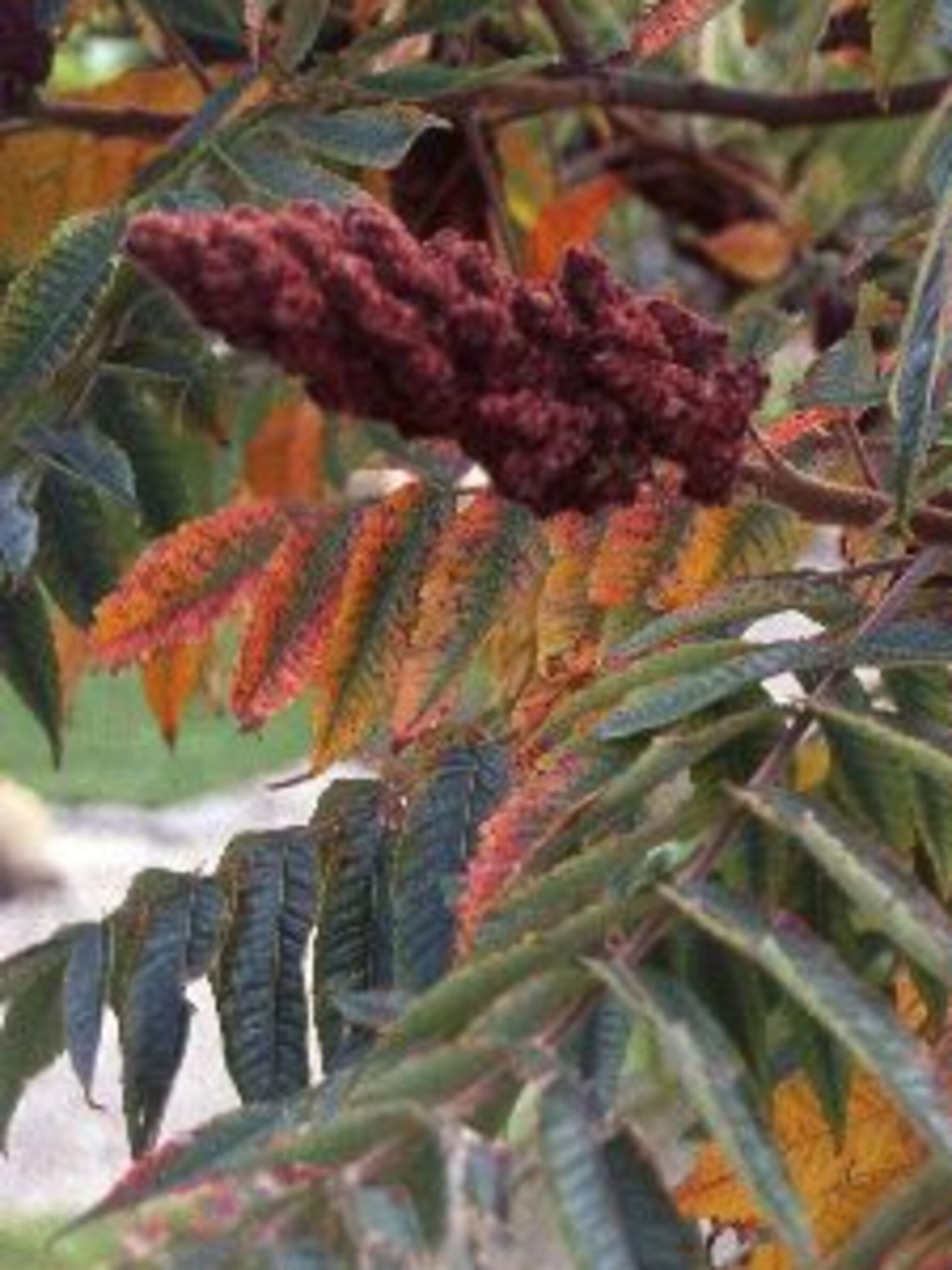 fluweelboom rhus typhina