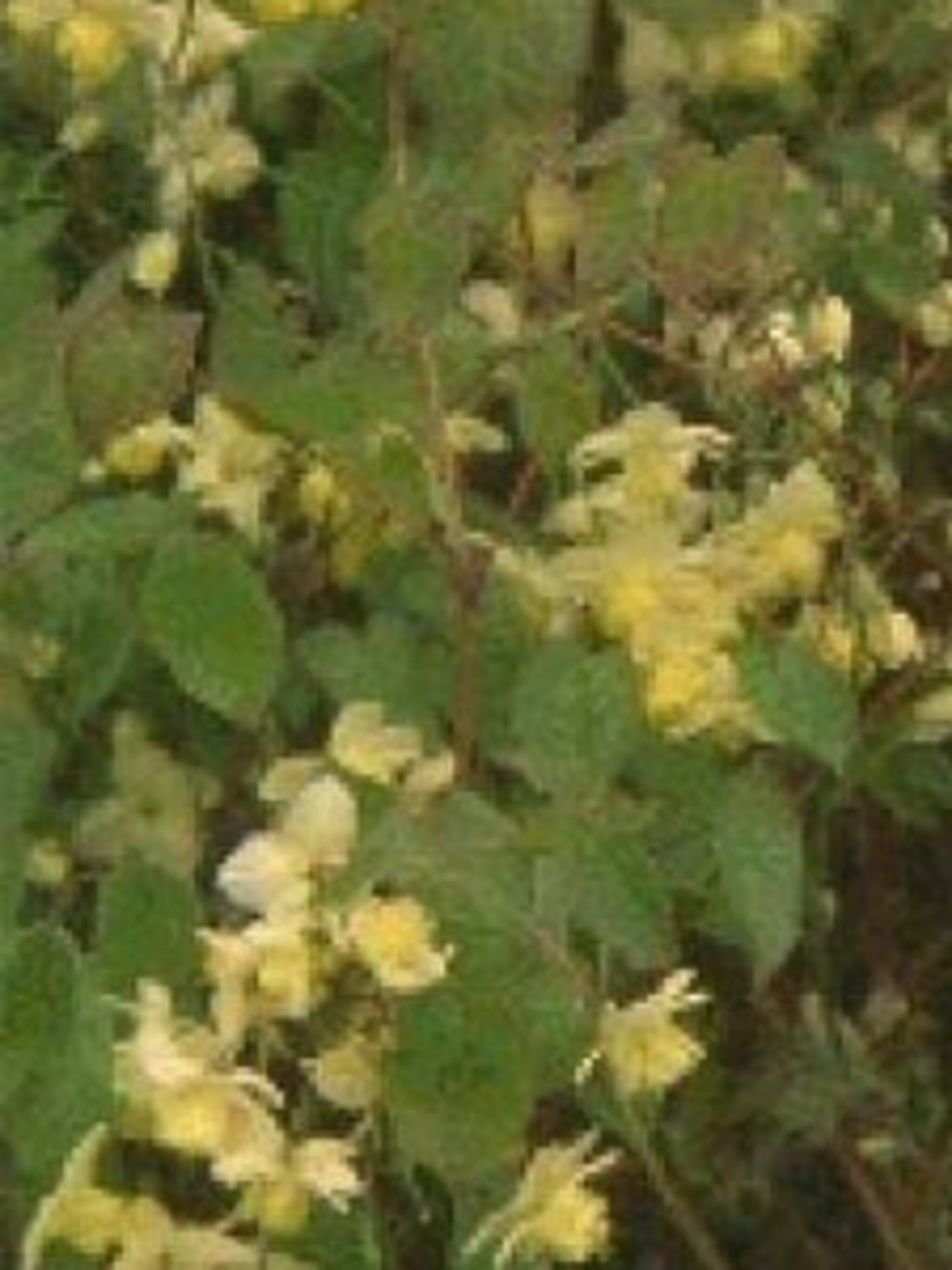 elfenbloem versicolor
