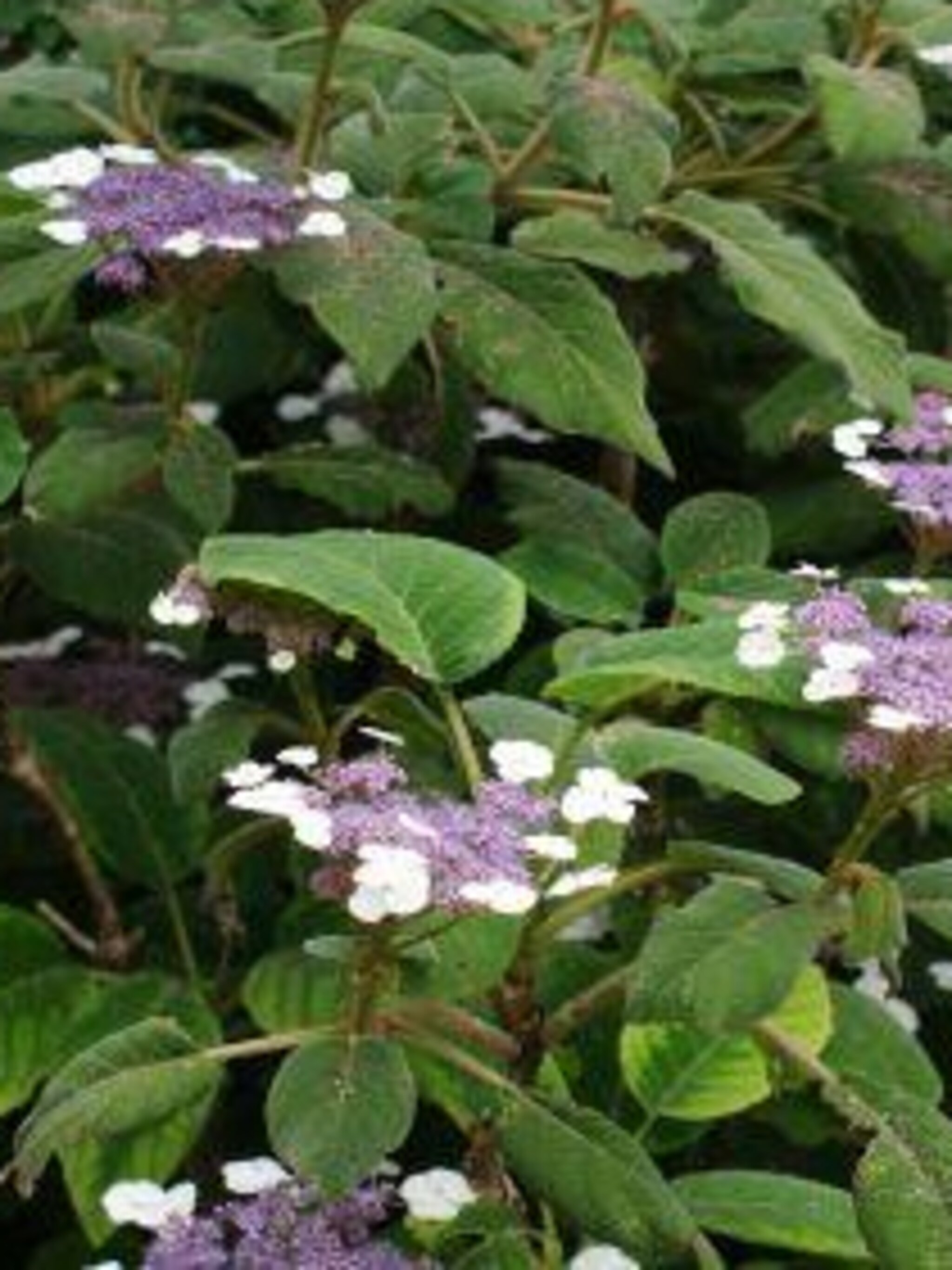 fluweelhortensia sargentiana