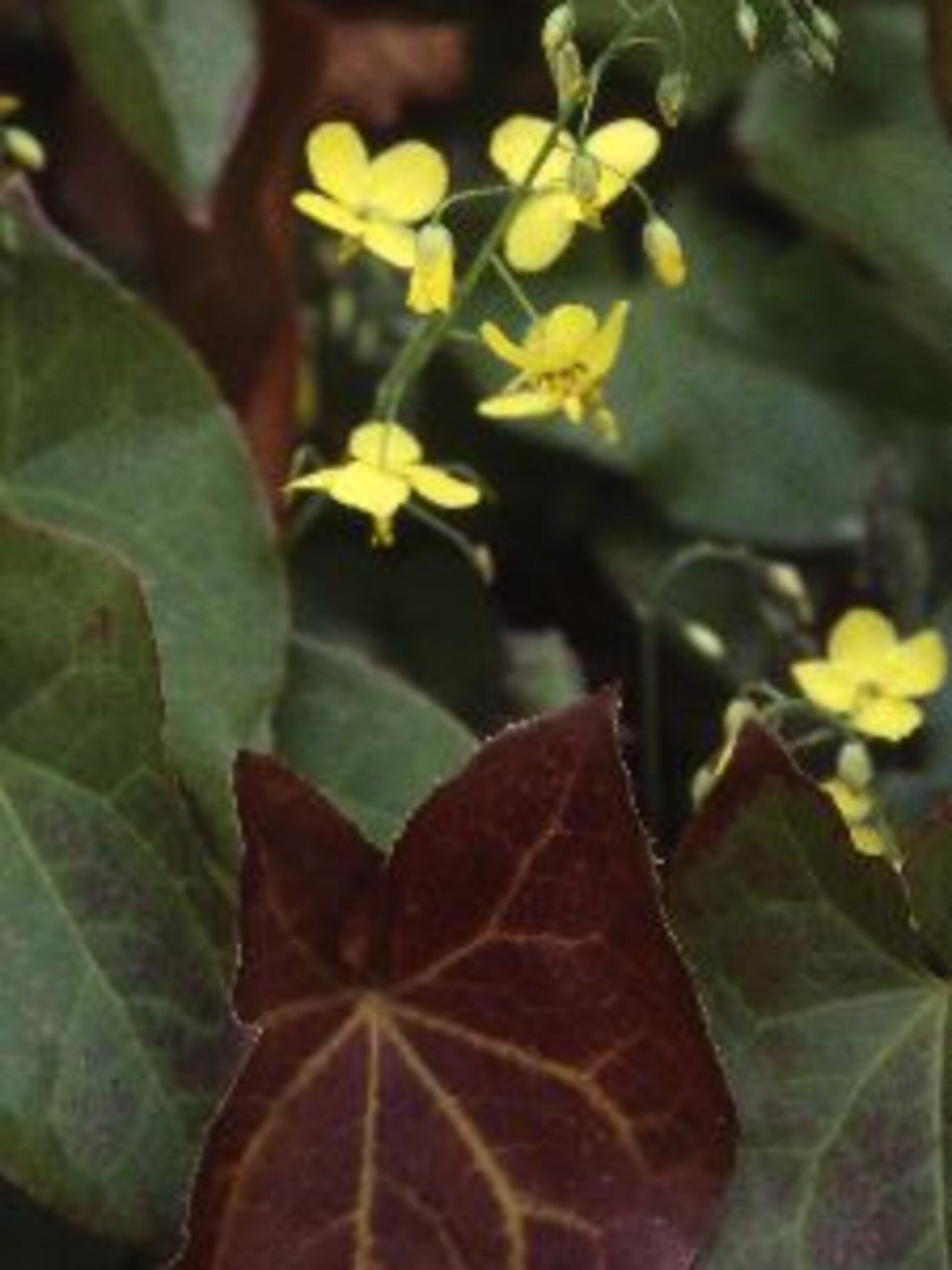 elfenbloem frohnleiten