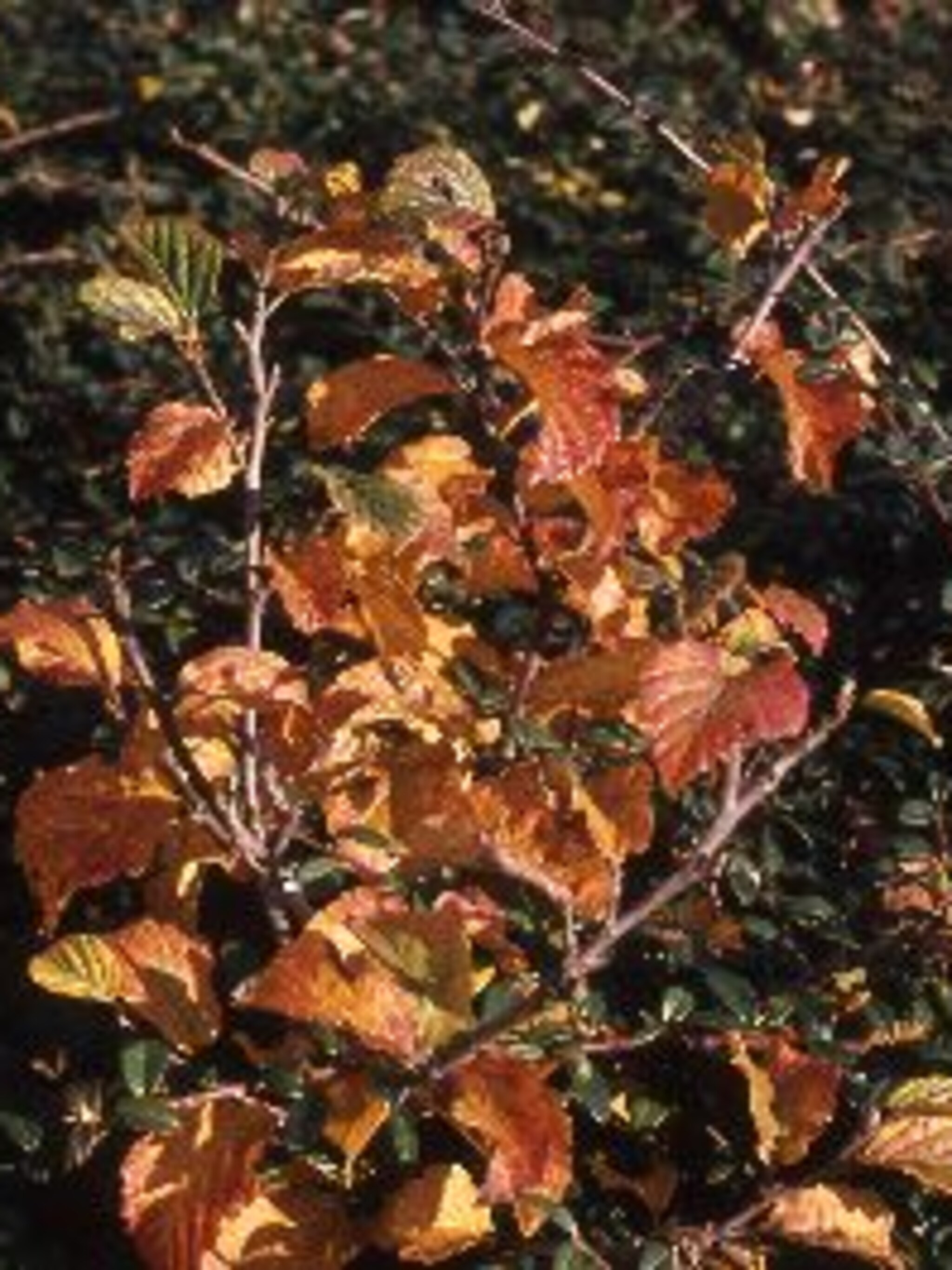 fothergilla