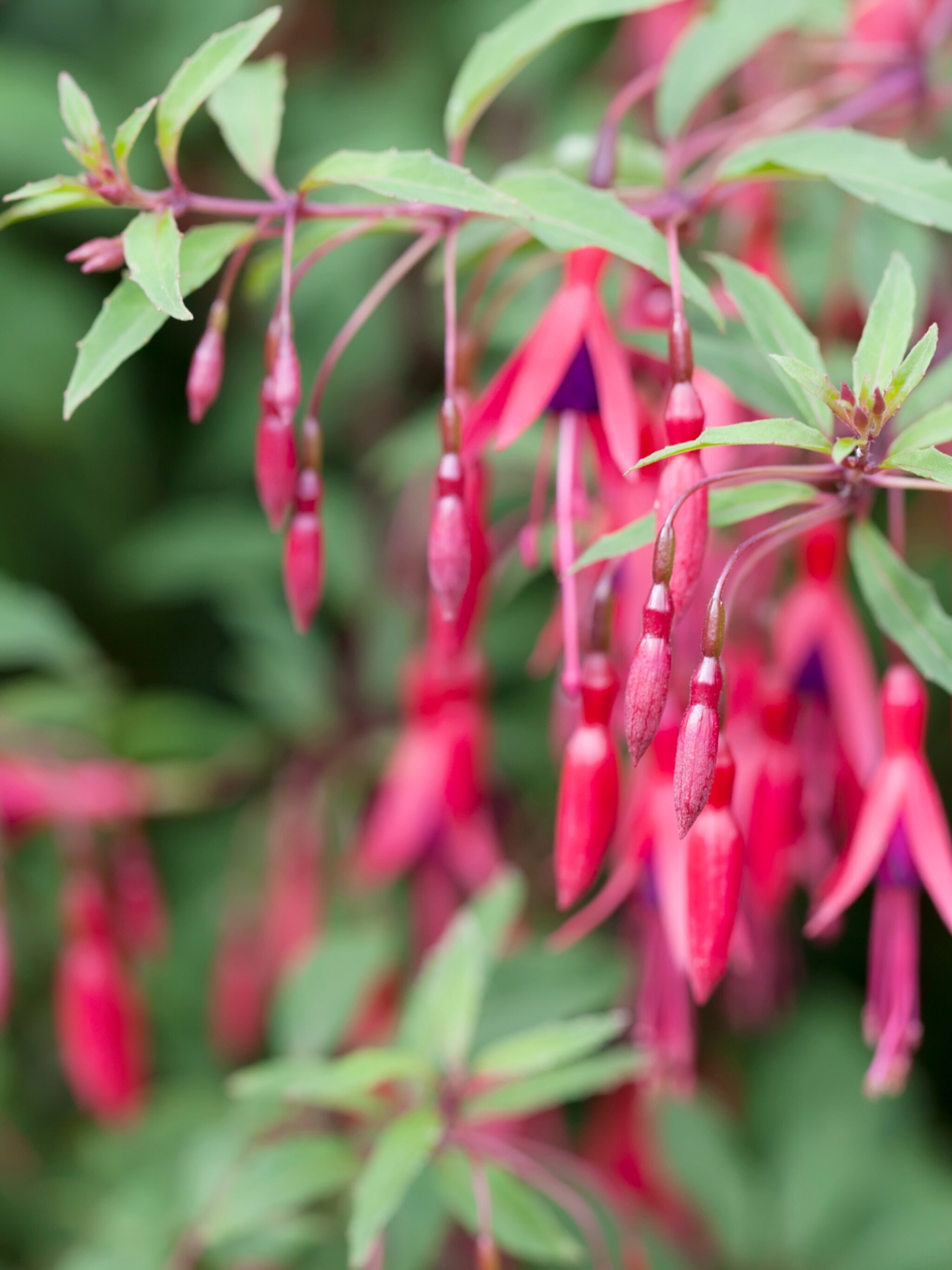 fuchsia karen