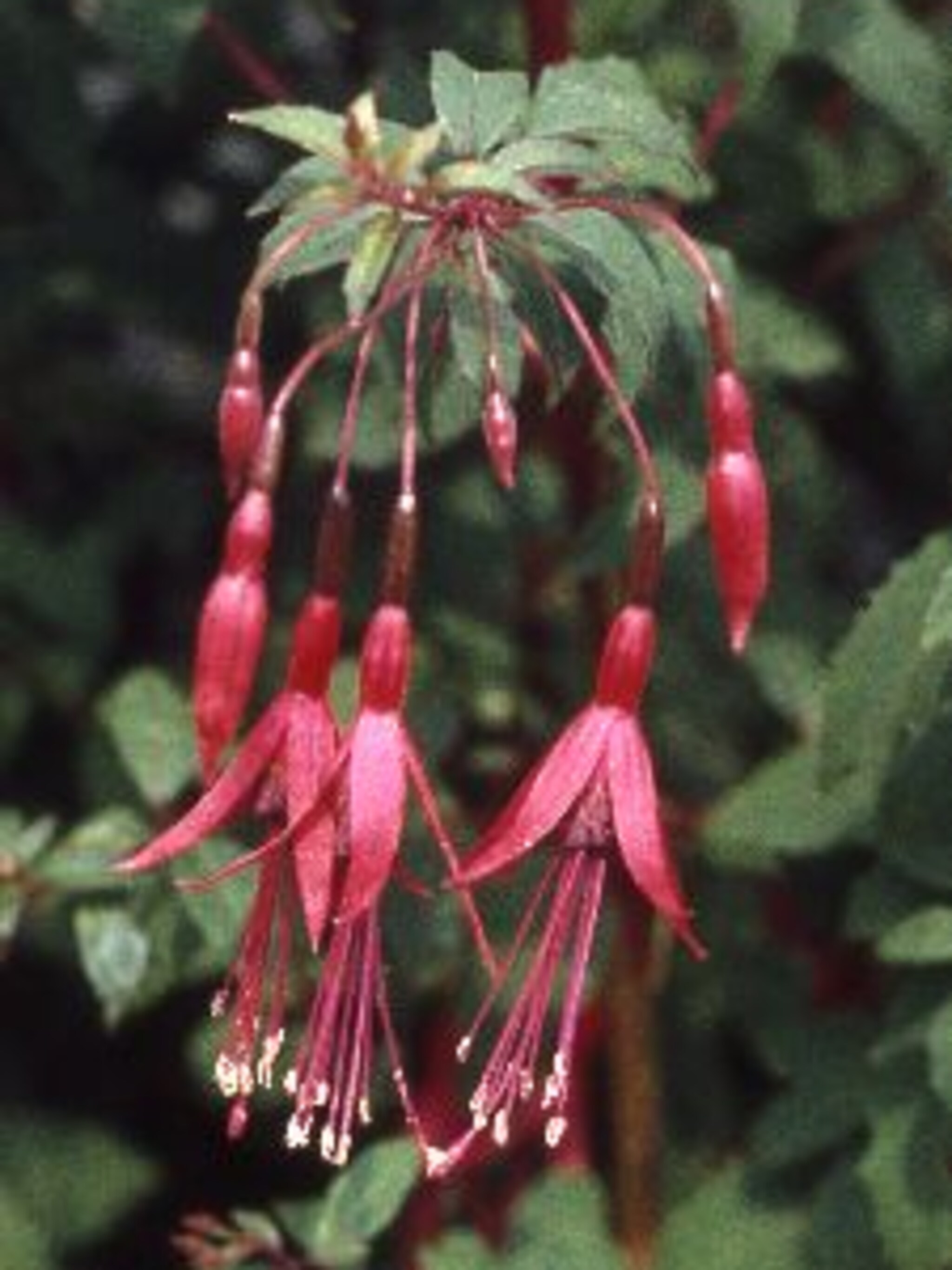 fuchsia gracilis