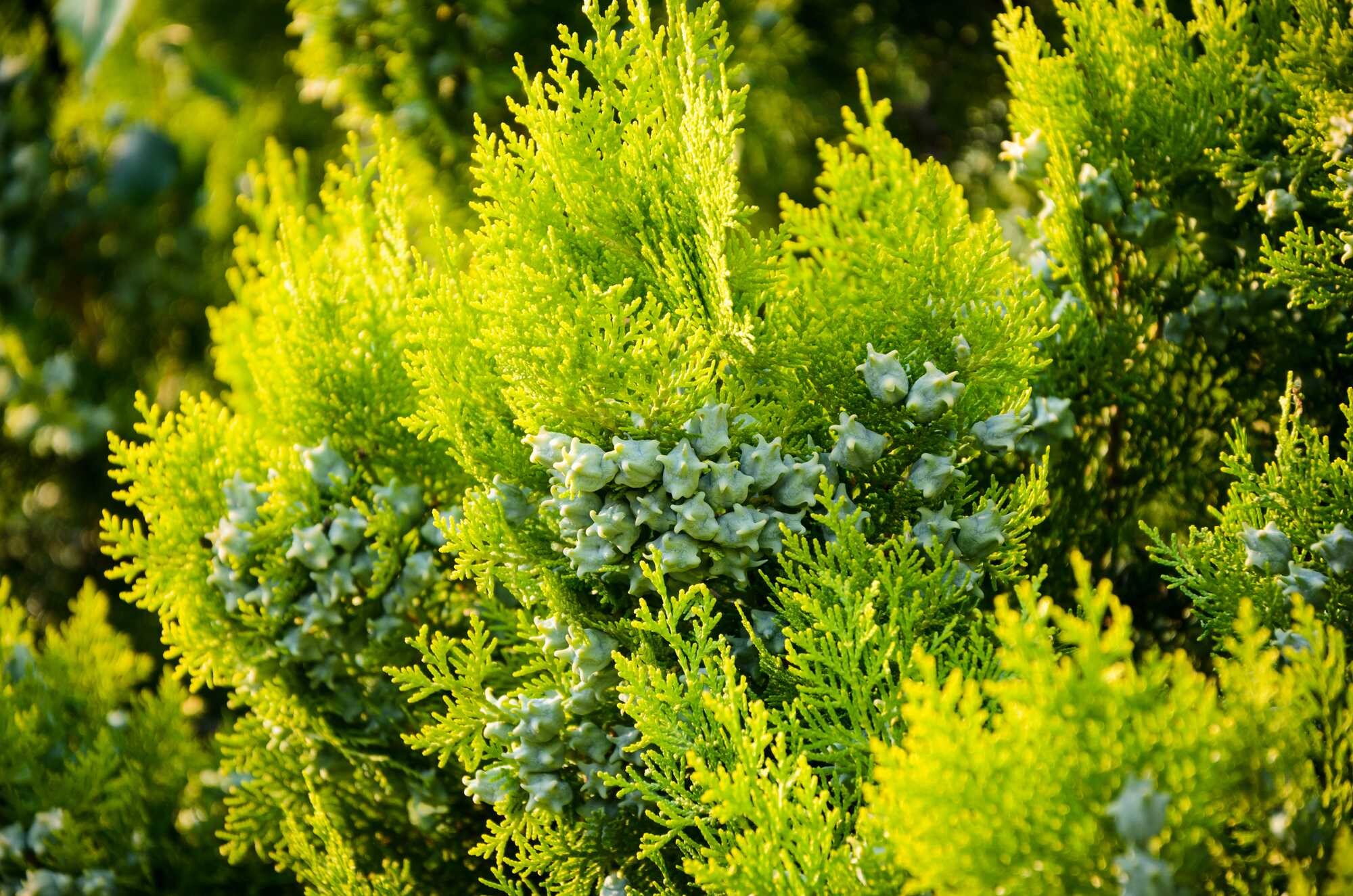 beeld vtwonen Shutterstock / OgnjenO