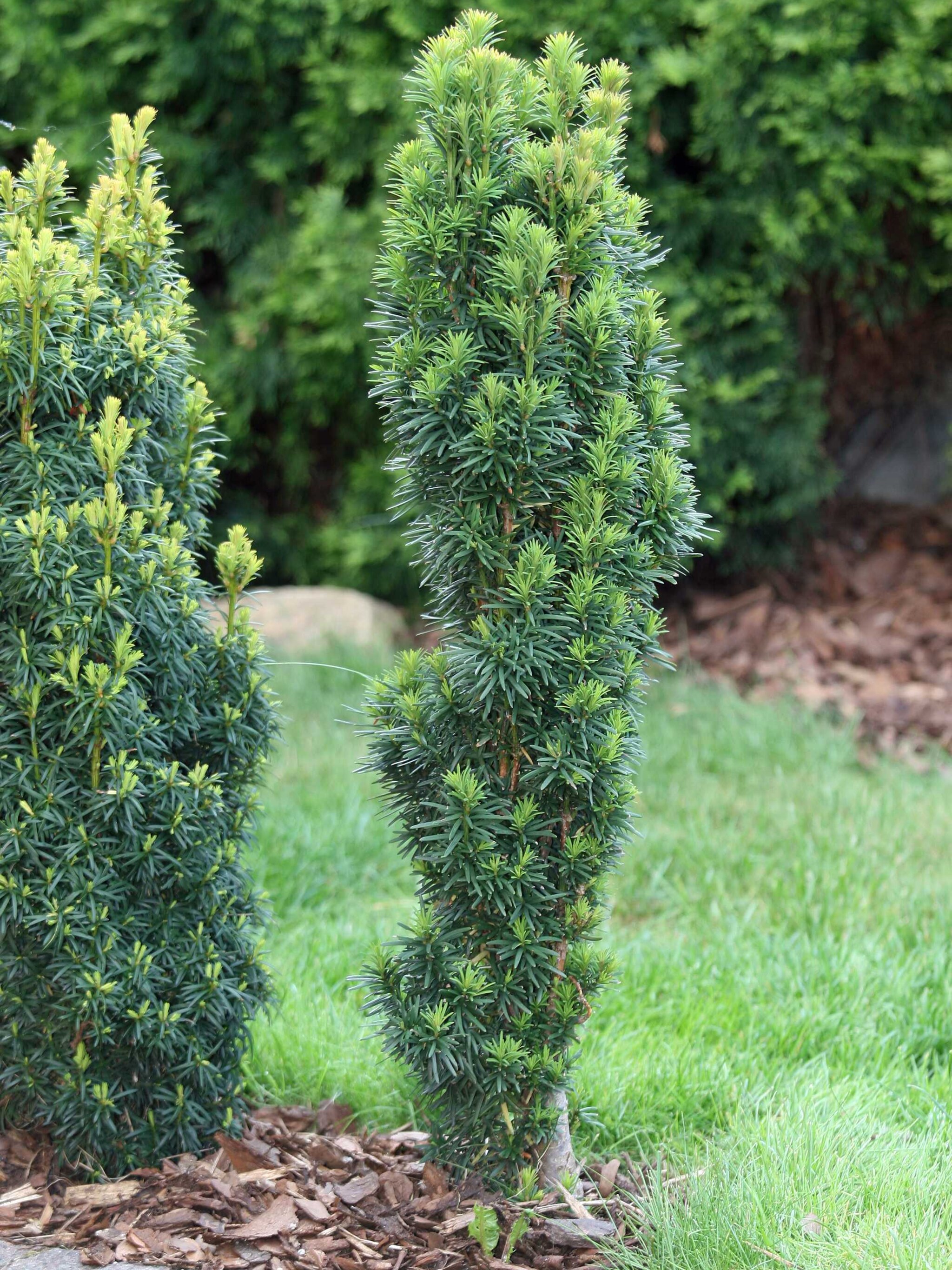 venijnboom fastigiata auremarginata