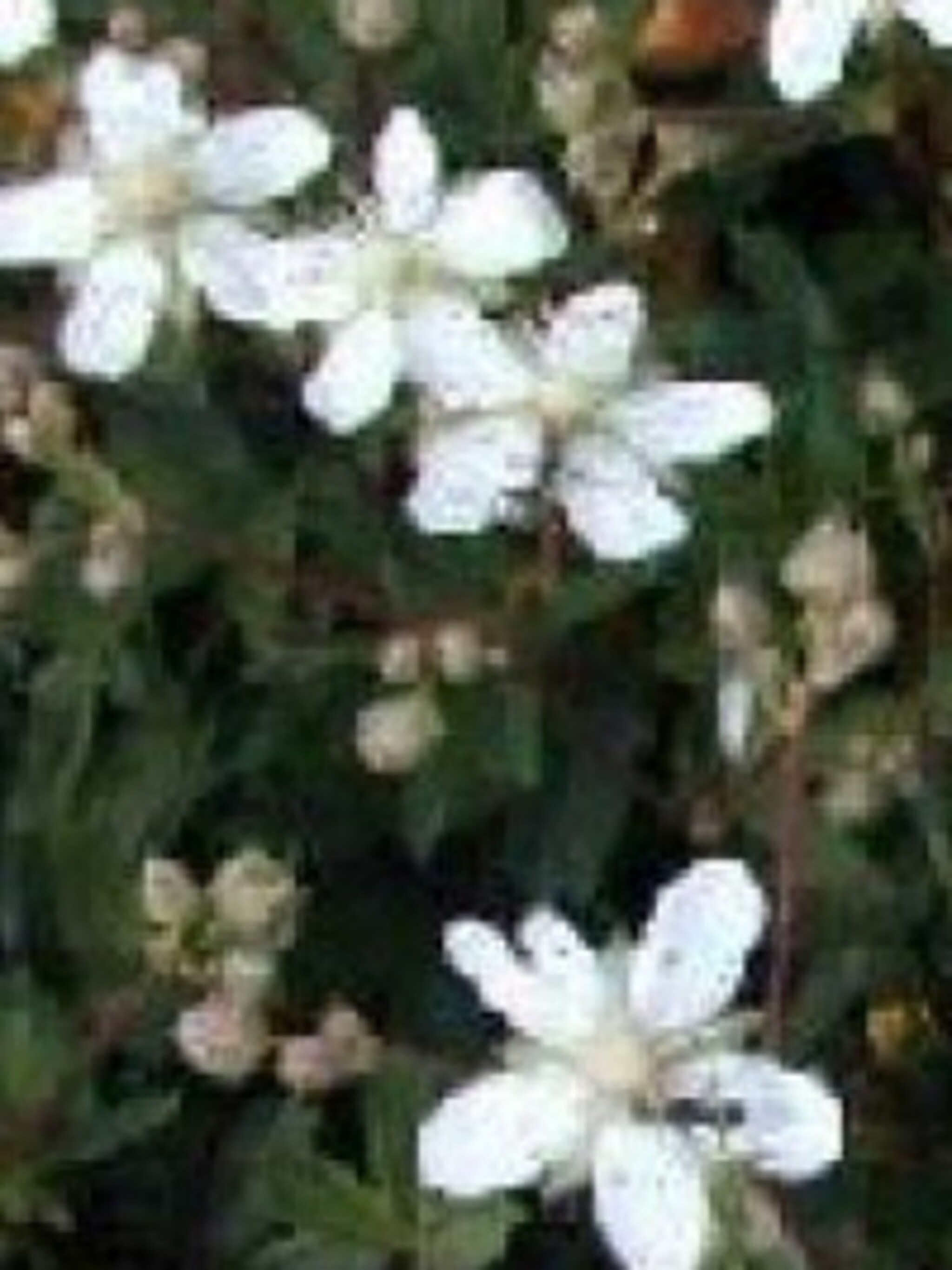 ganzerik nuuk