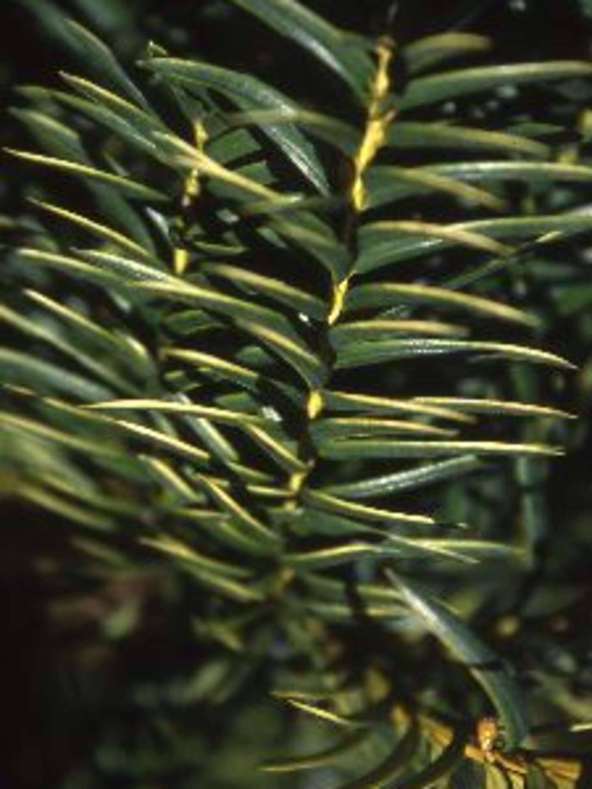 venijnboom fastigiata aurea