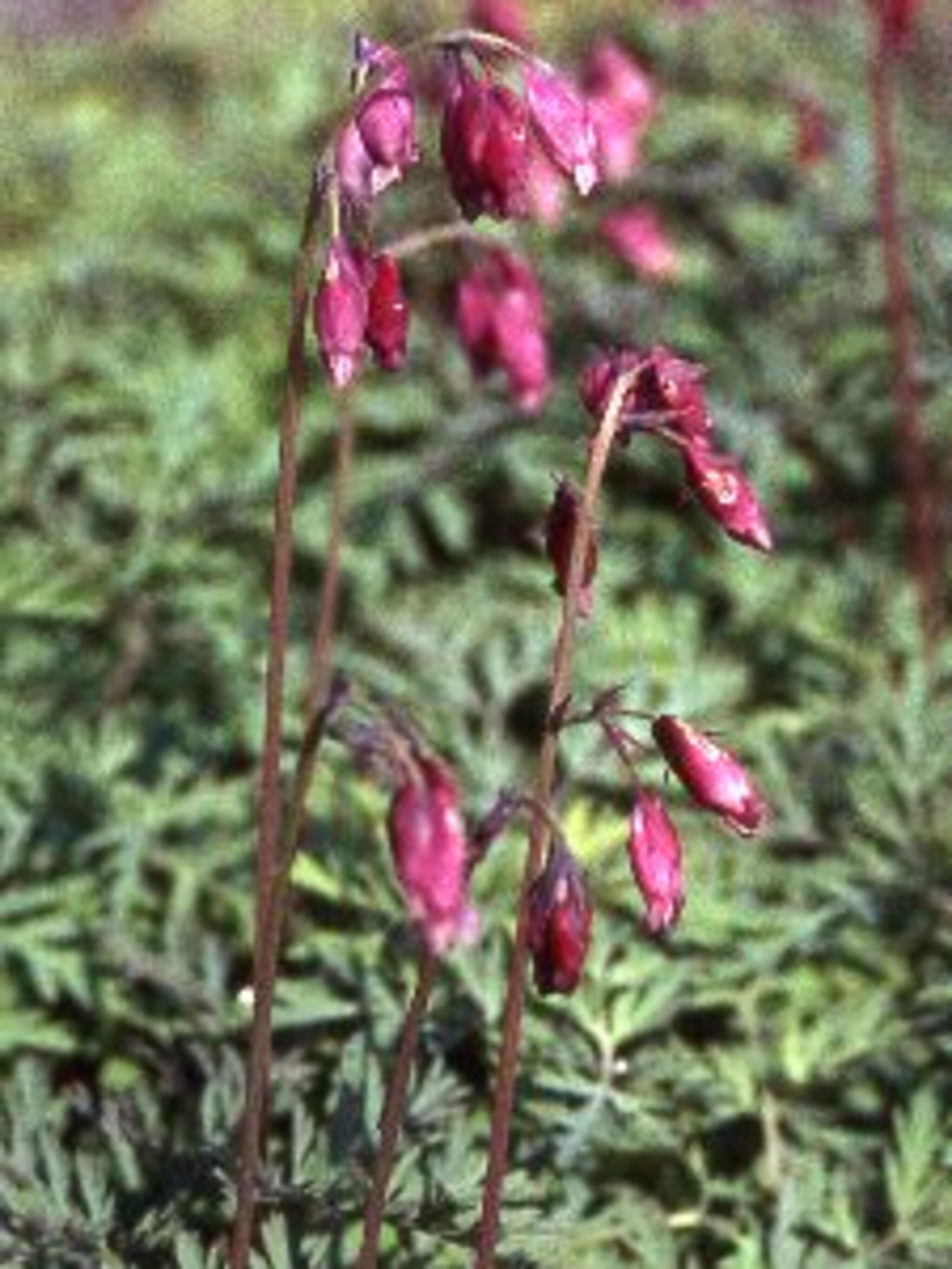 gebroken hartje dicentra formosa