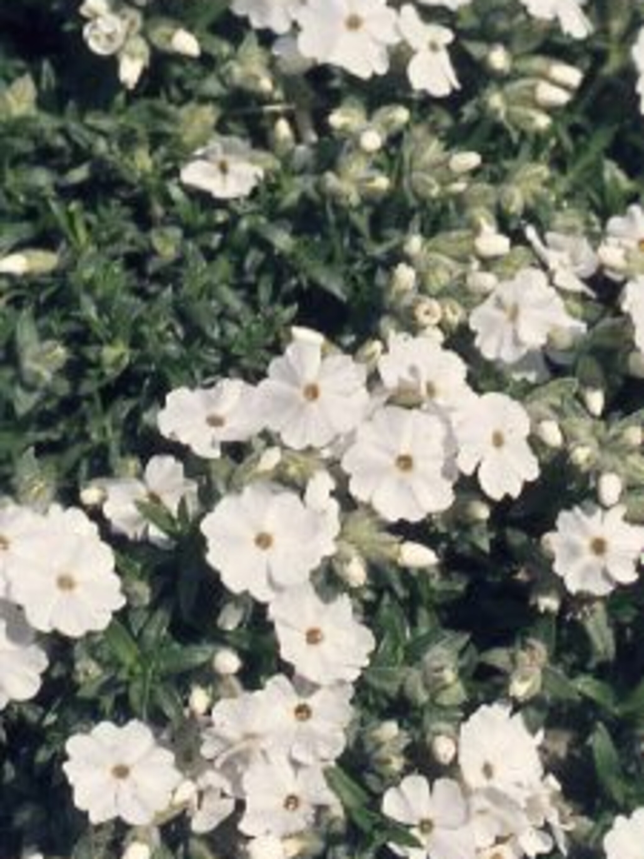 floks maischnee
