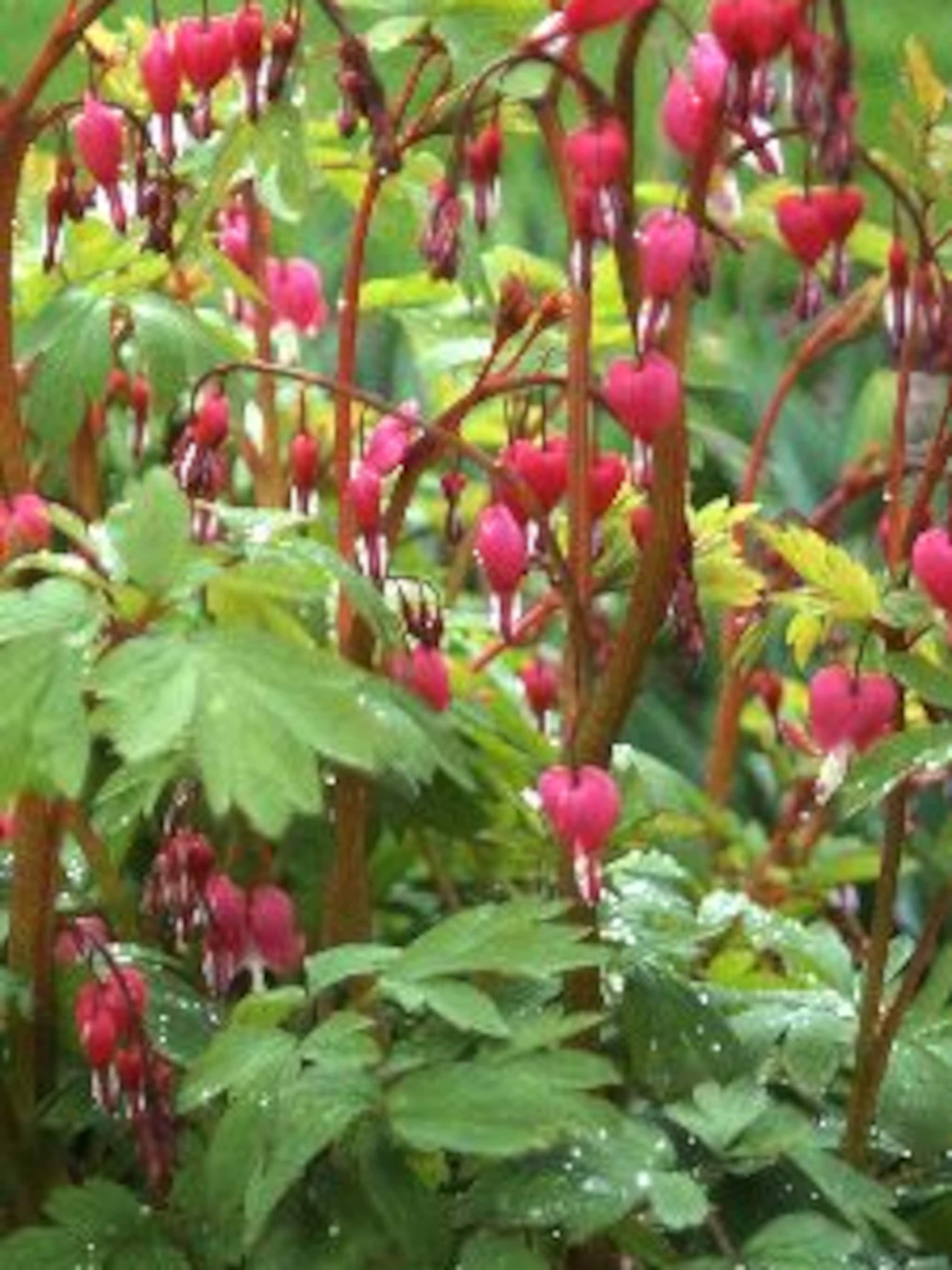 gebroken hartje dicentra spectabilis