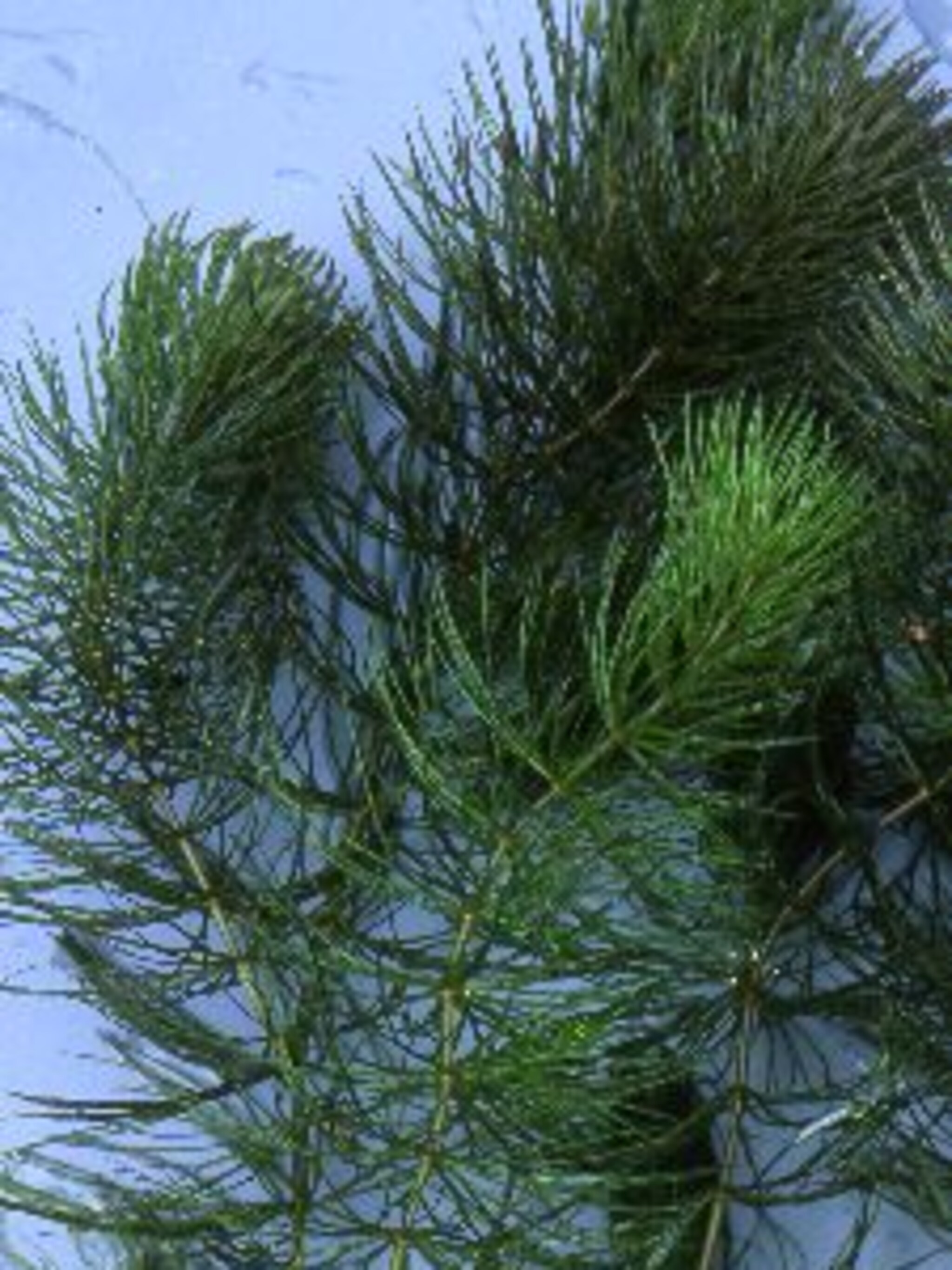 gedoornd hoornblad