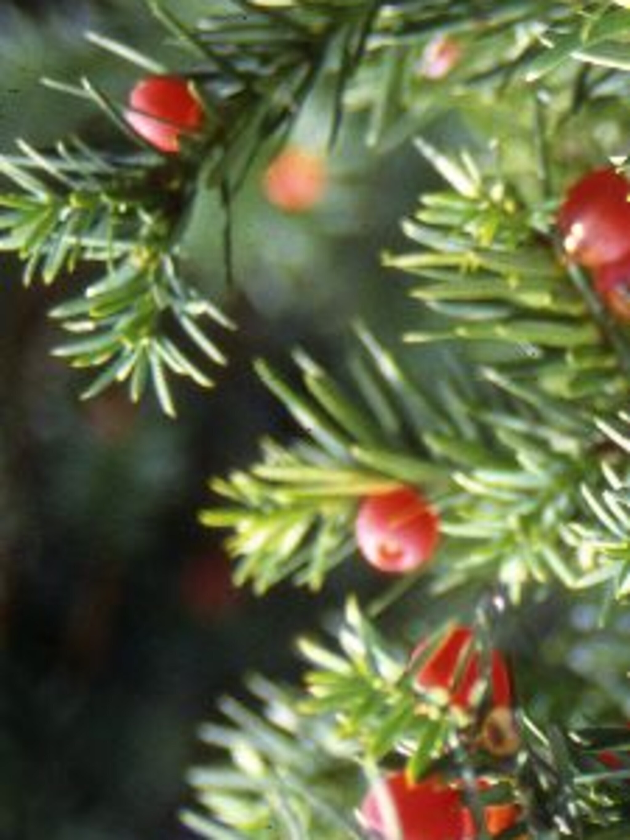 venijnboom adpressa