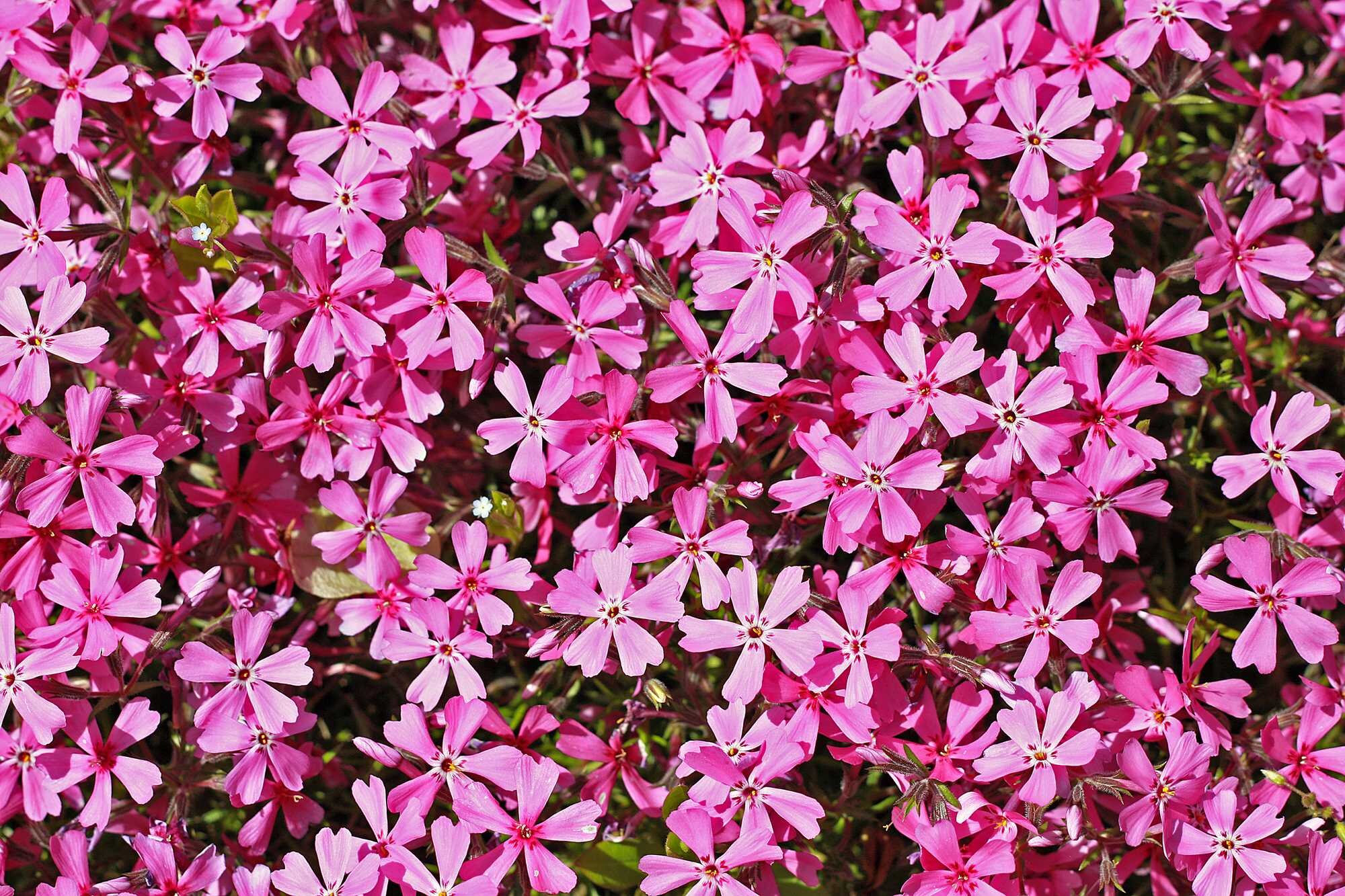 beeld vtwonen Shutterstock / Ilona5555