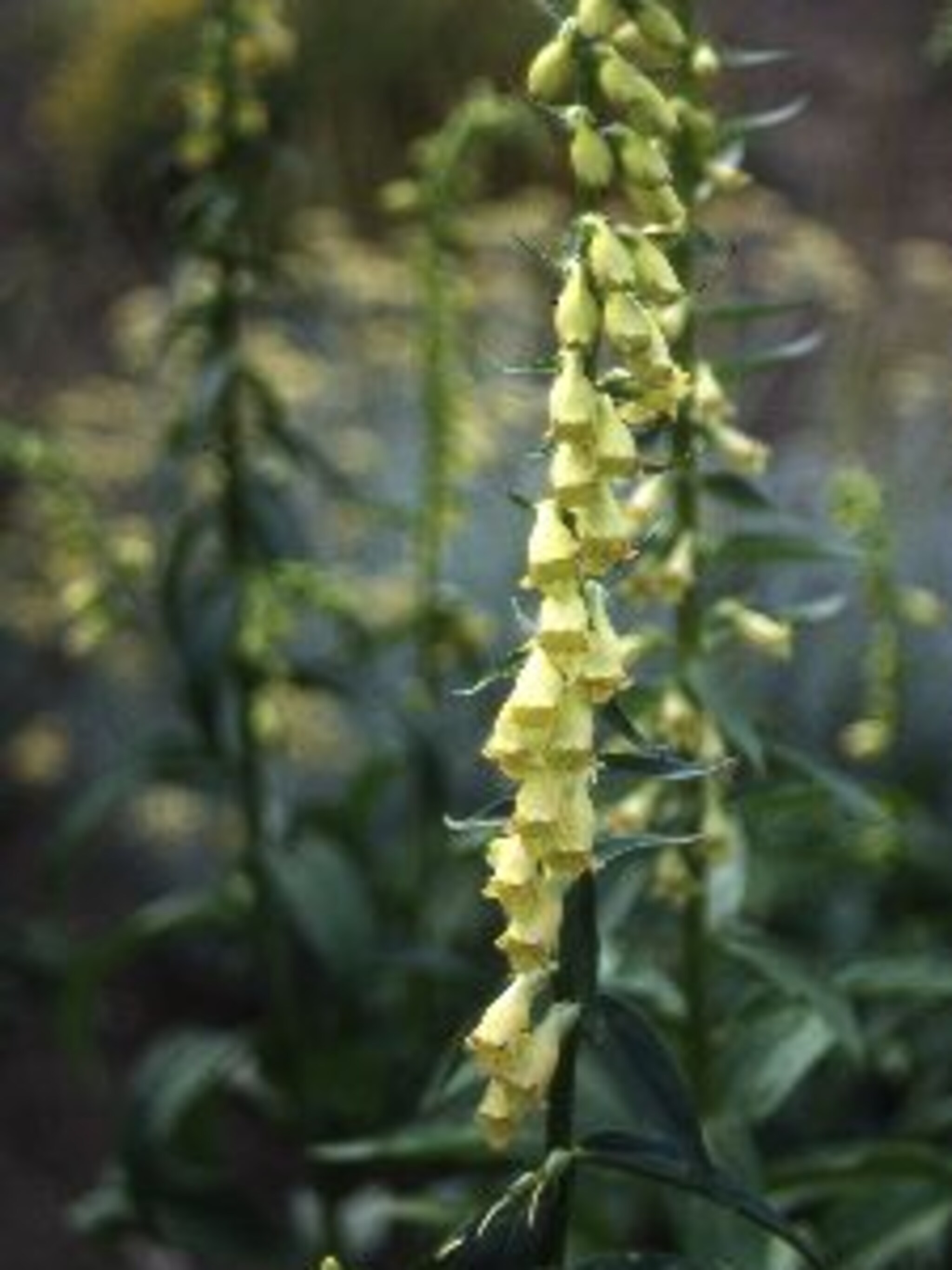 vingerhoedskruid digitalis lutea