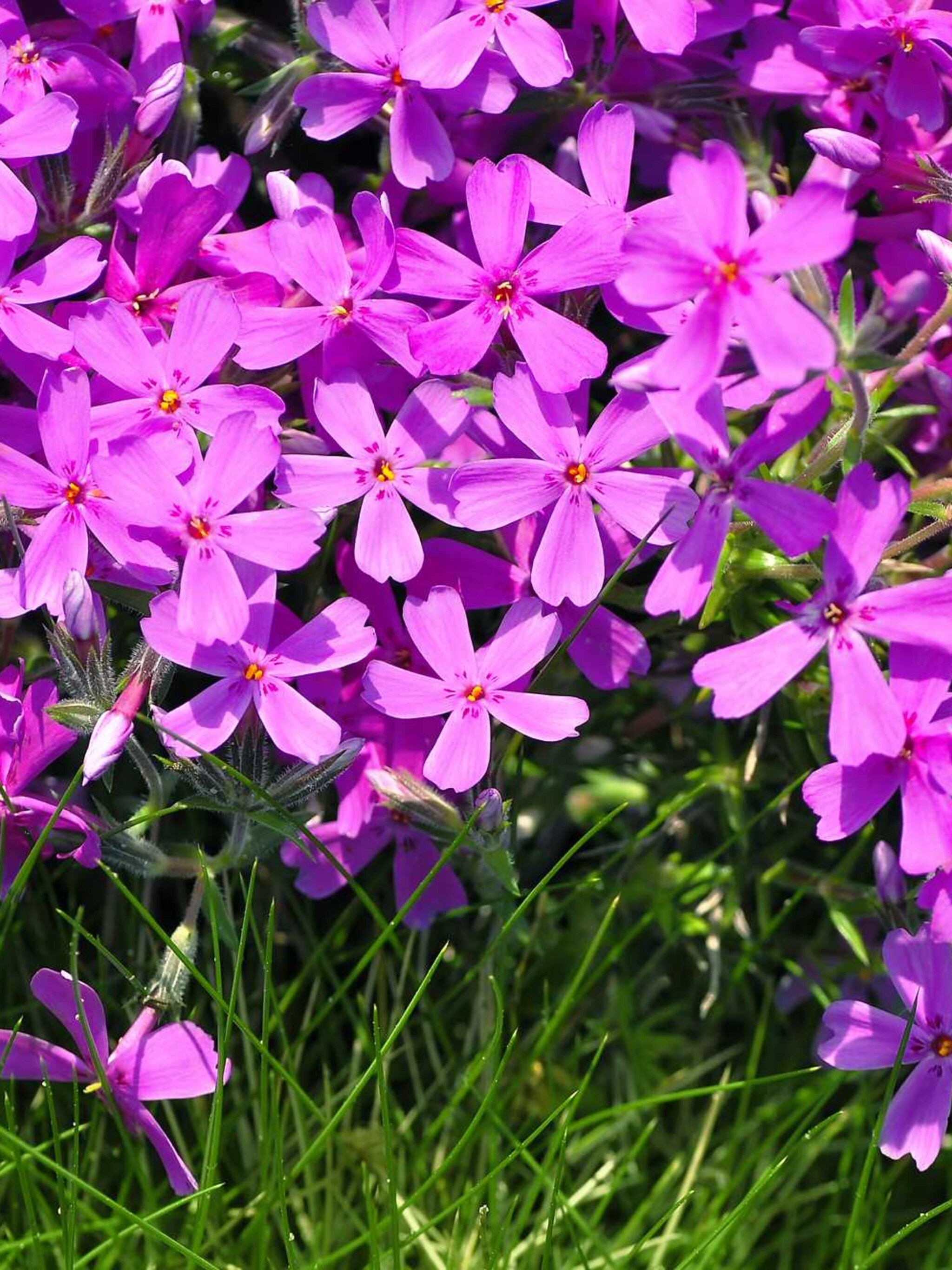 floks phlox subulata groep