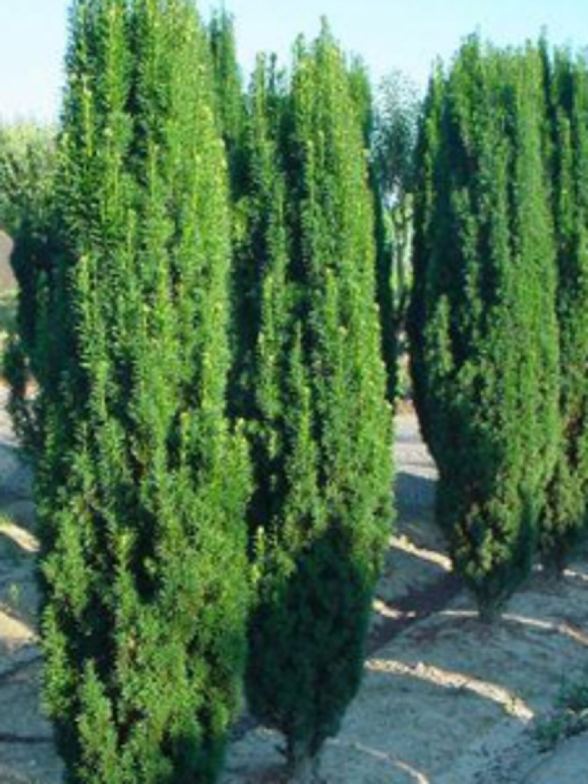 venijnboom fastigiata