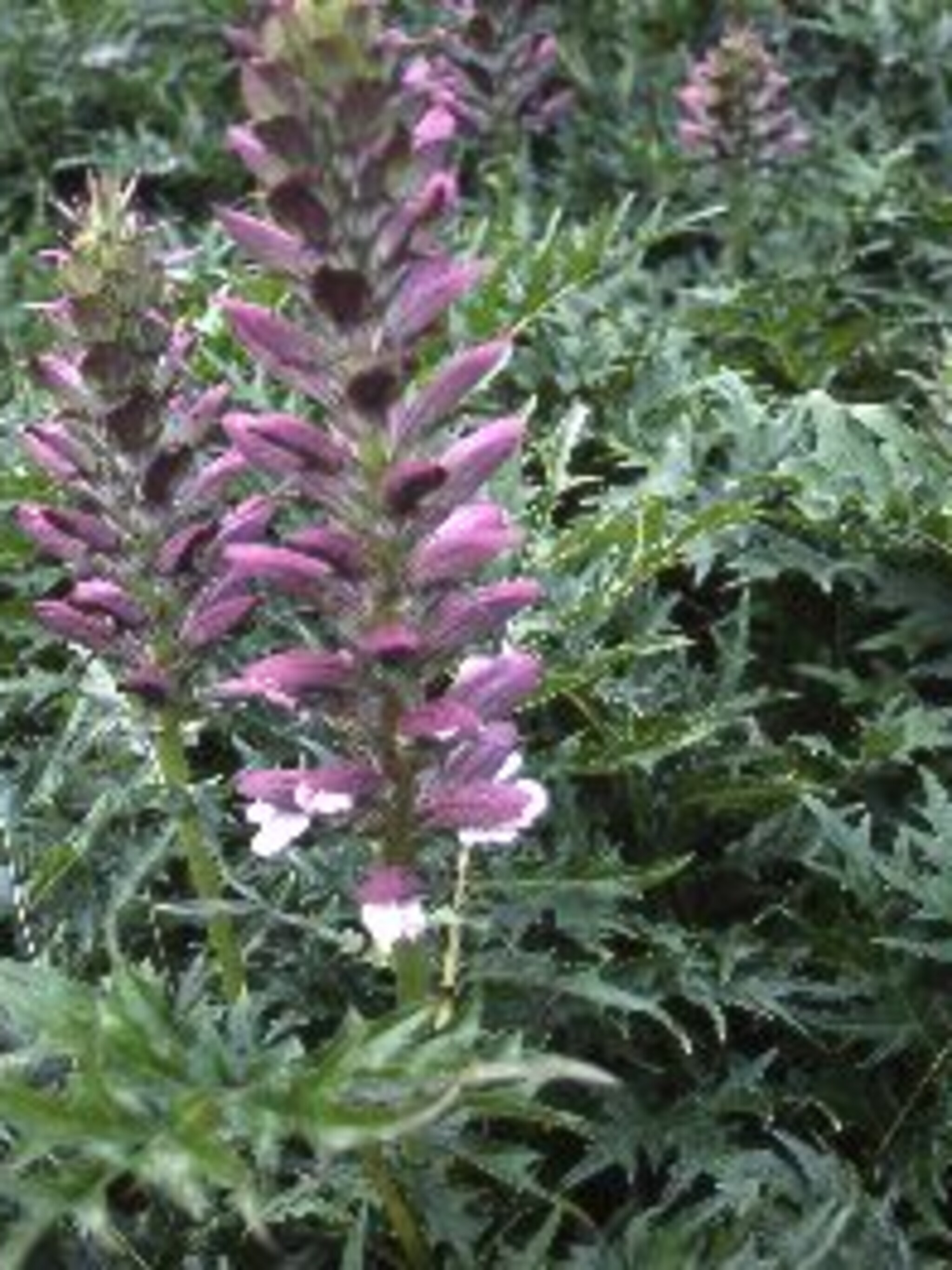 gestekelde acanthus