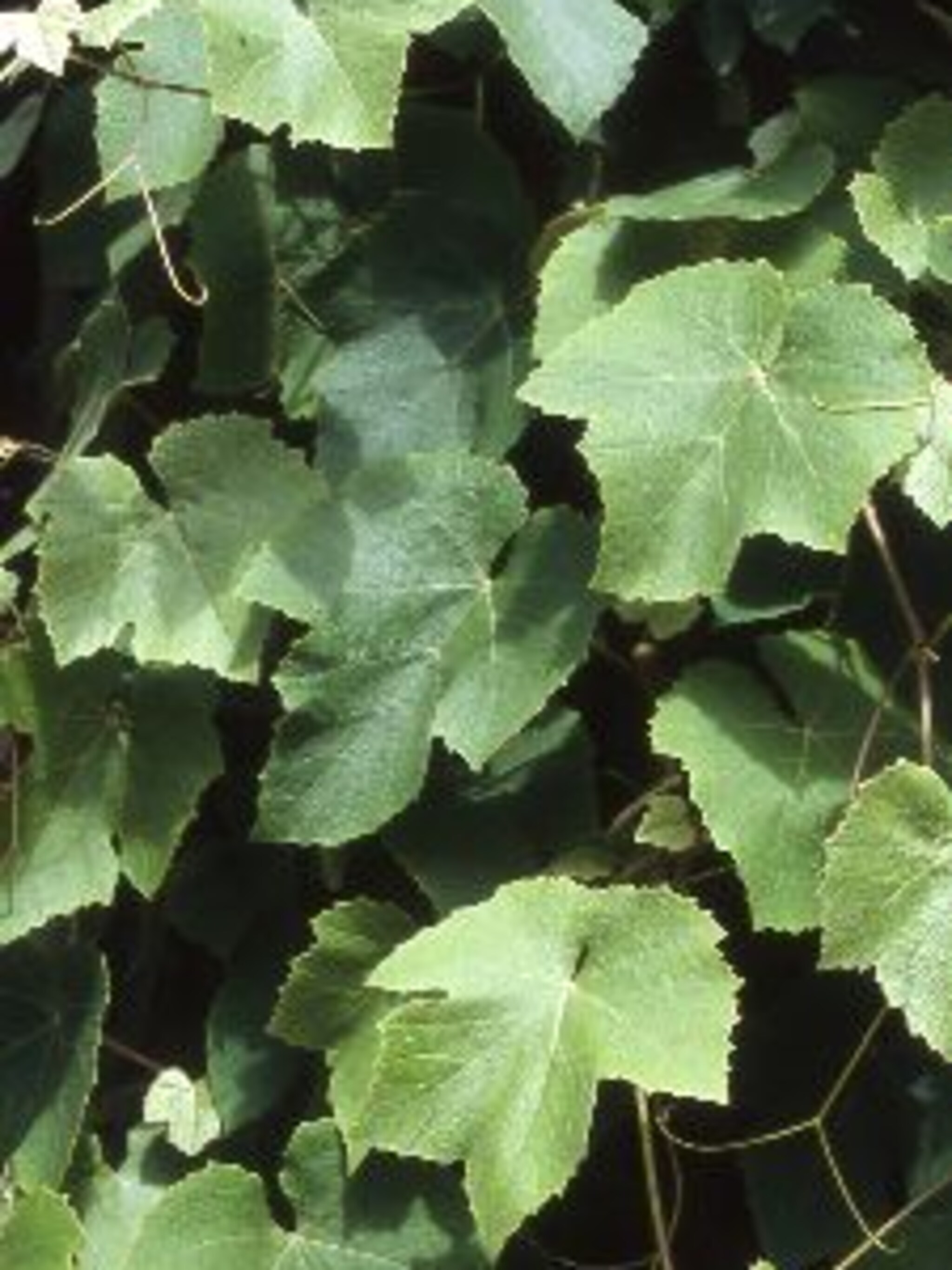 druif vitis vinifera
