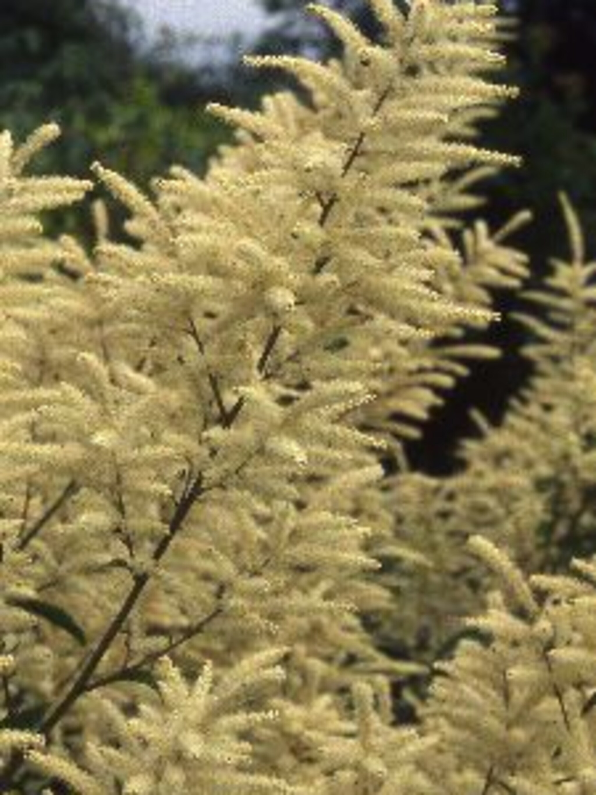 geitenbaard aruncus dioicus