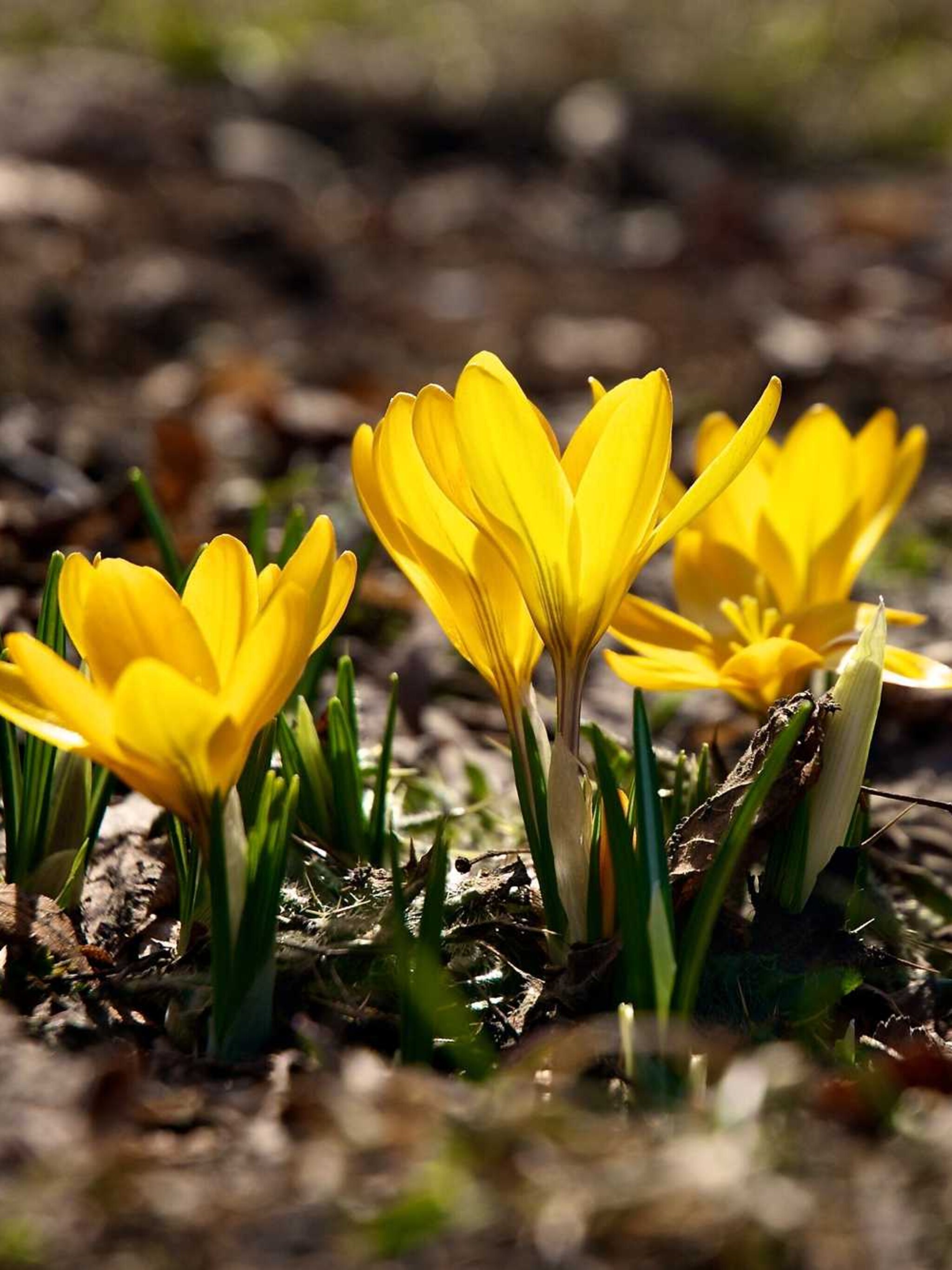gele krokus