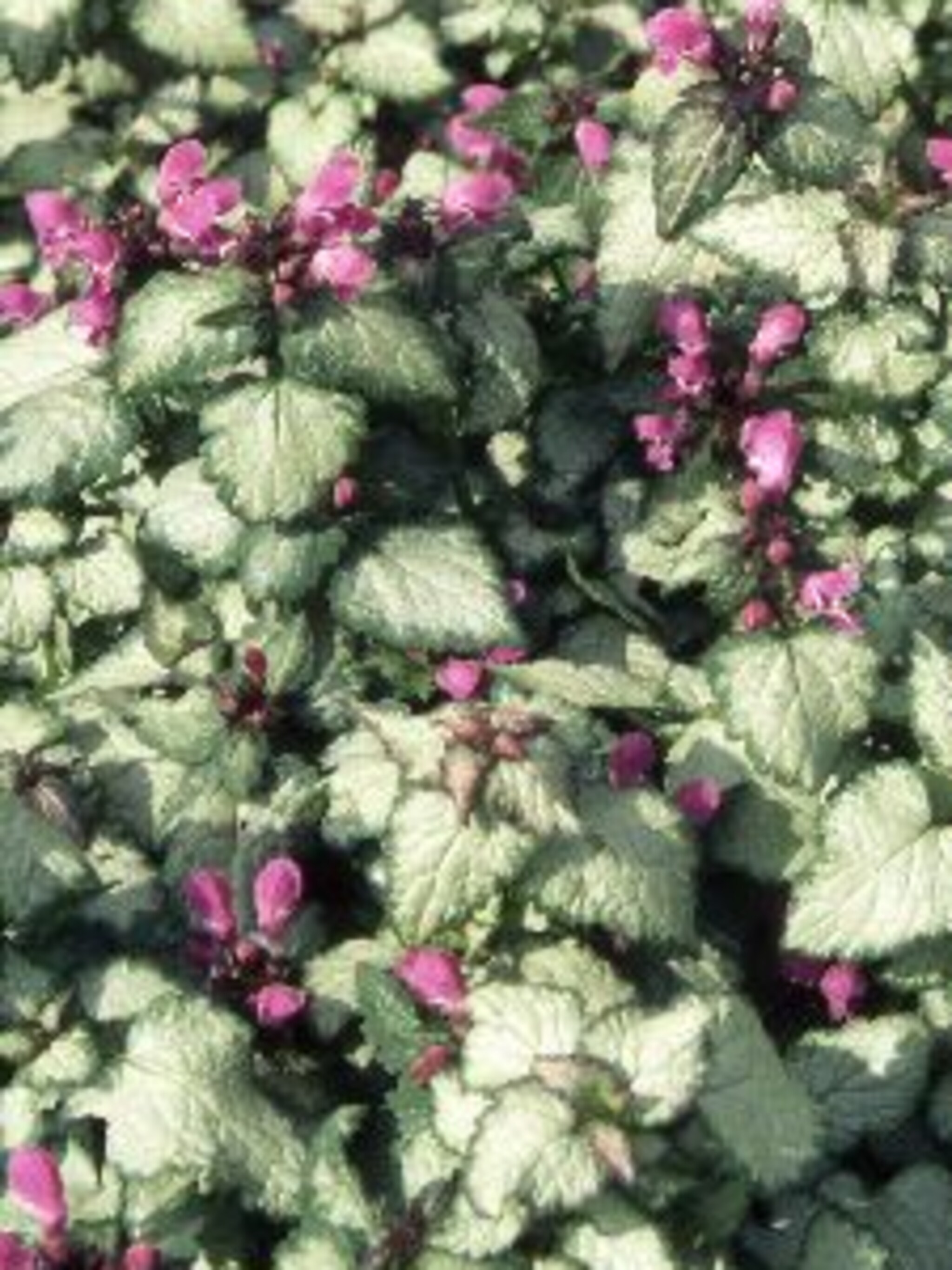 gevlekte dovenetel lamium maculatum