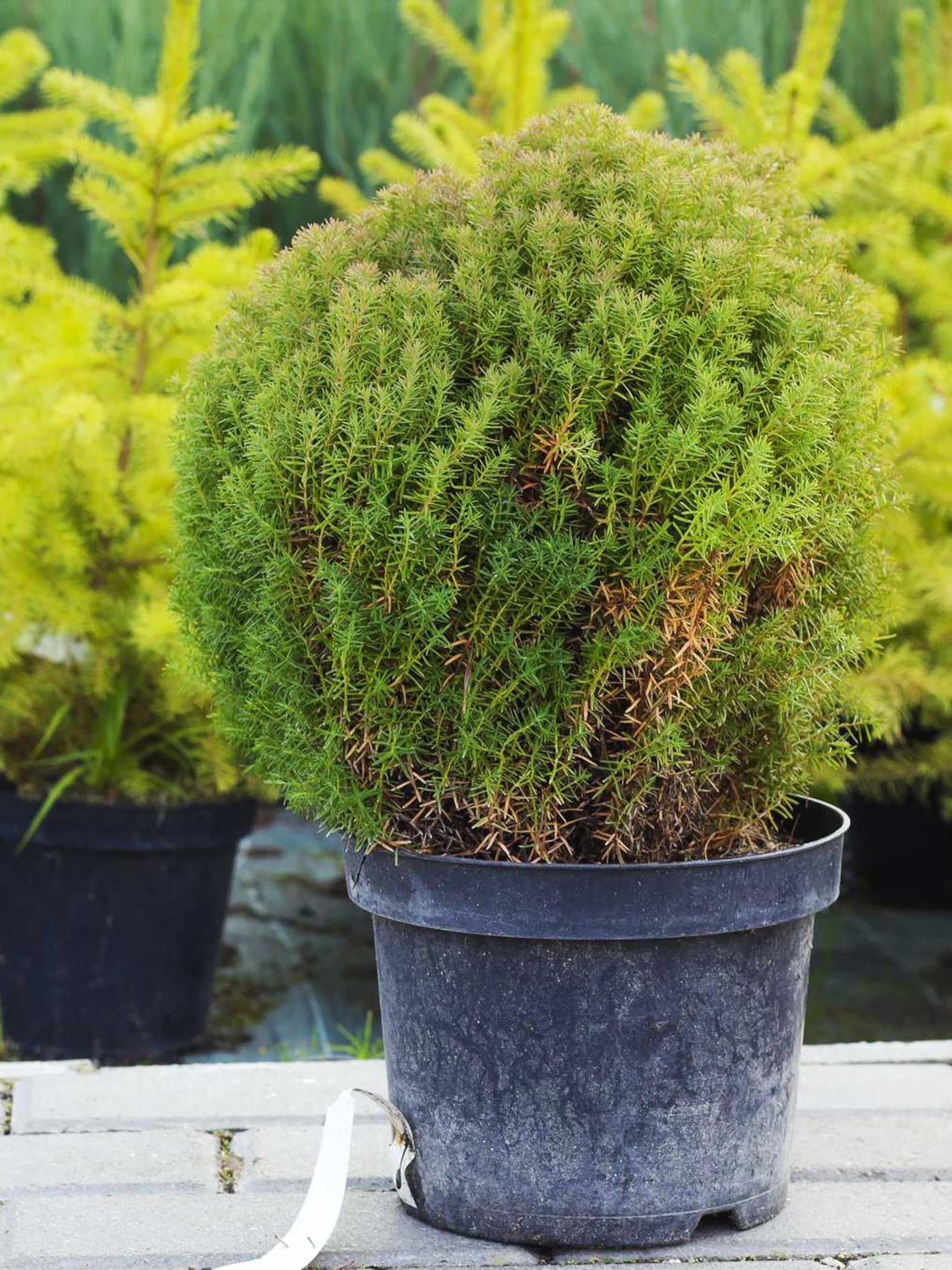 venijnboom elegantissima