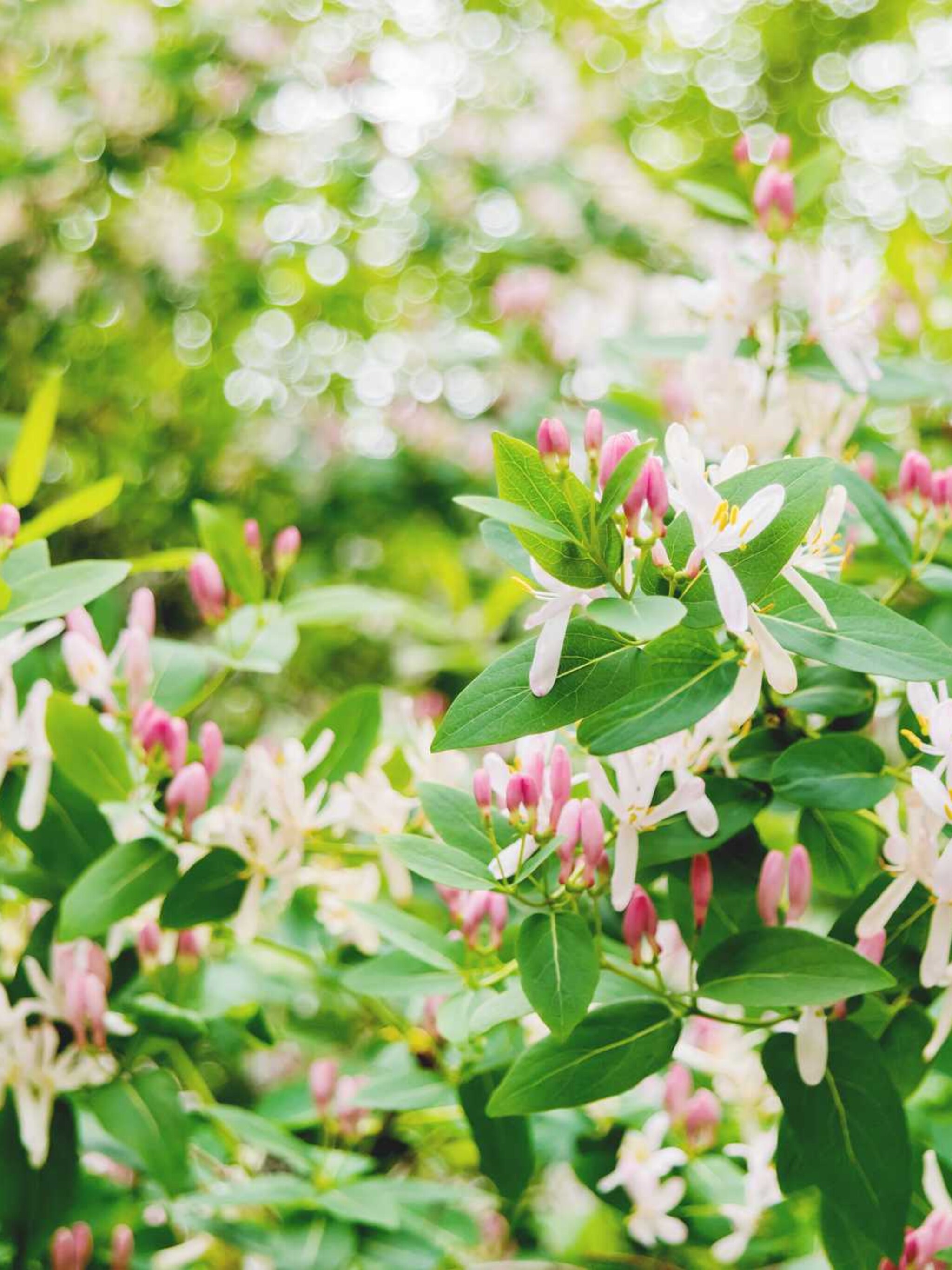 kamperfoelie lonicera caprifolium