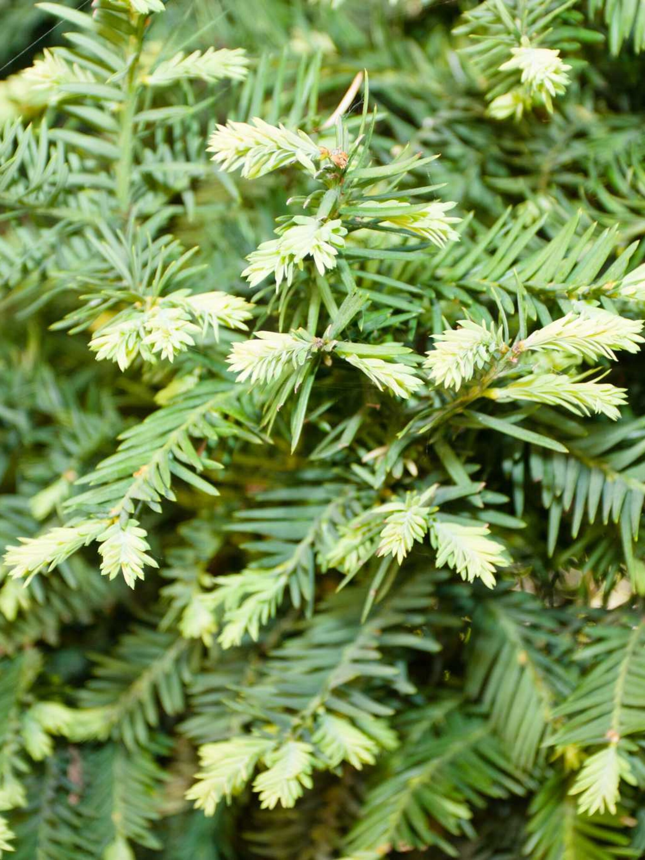 venijnboom dovastoniana