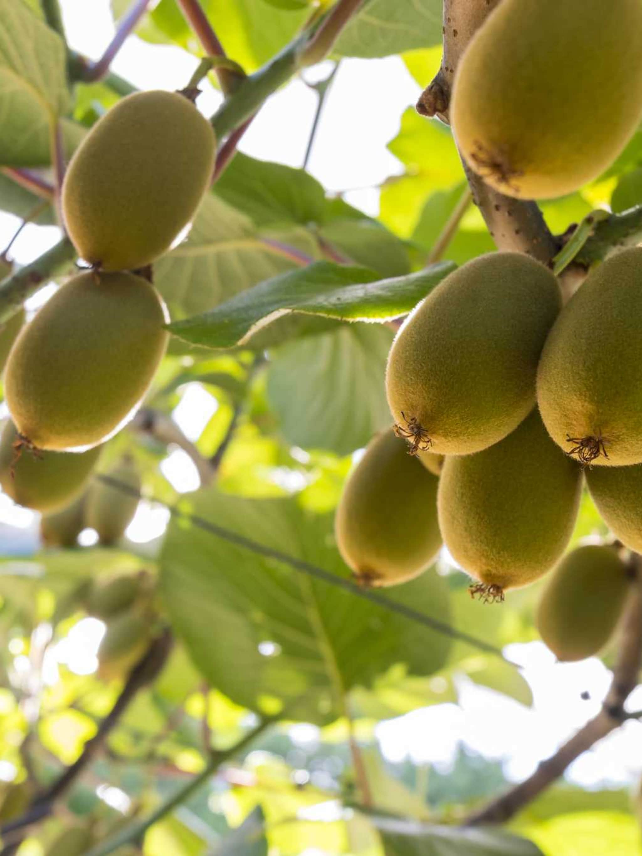 kiwi abbot