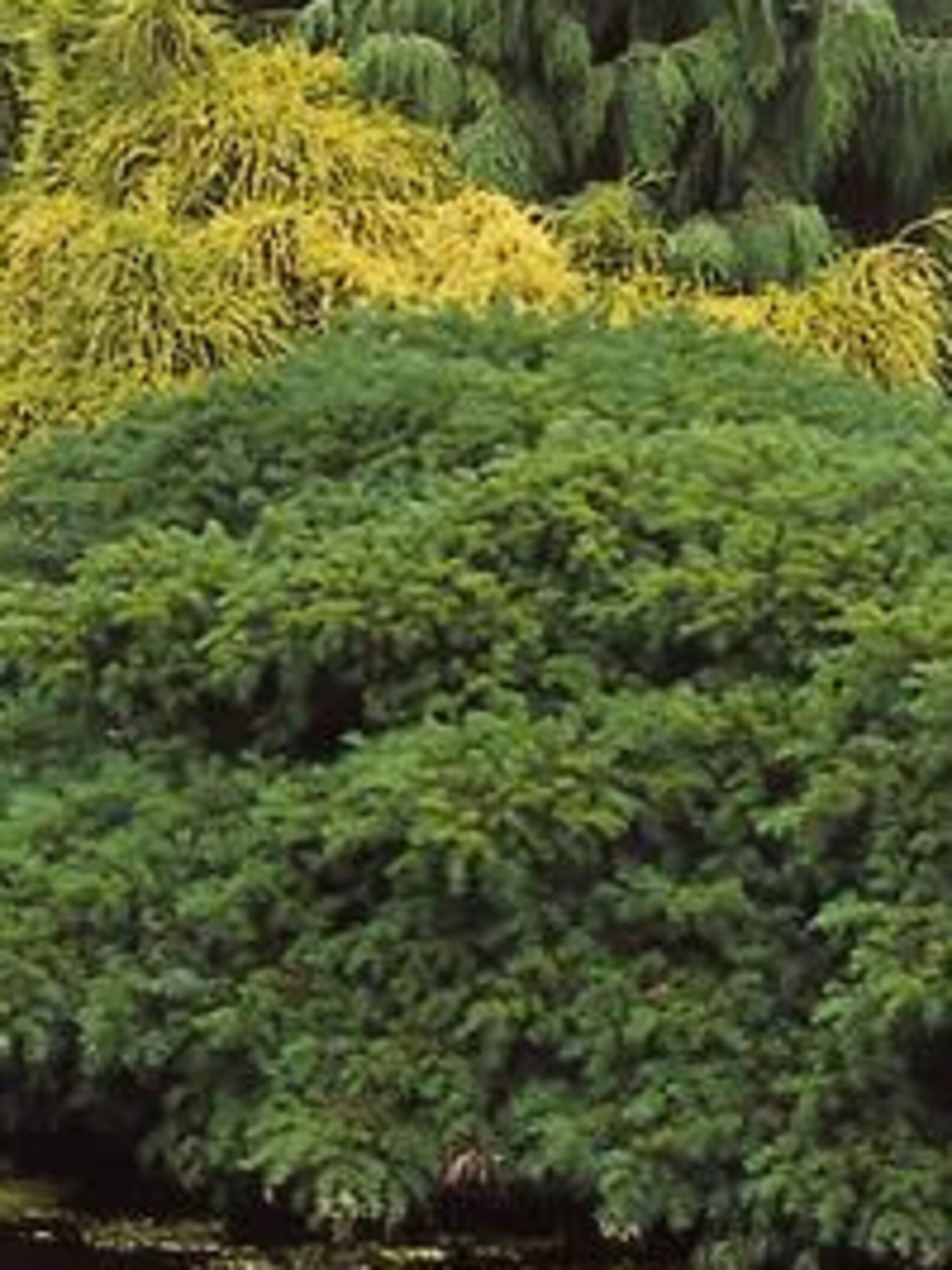 venijnboom repandens