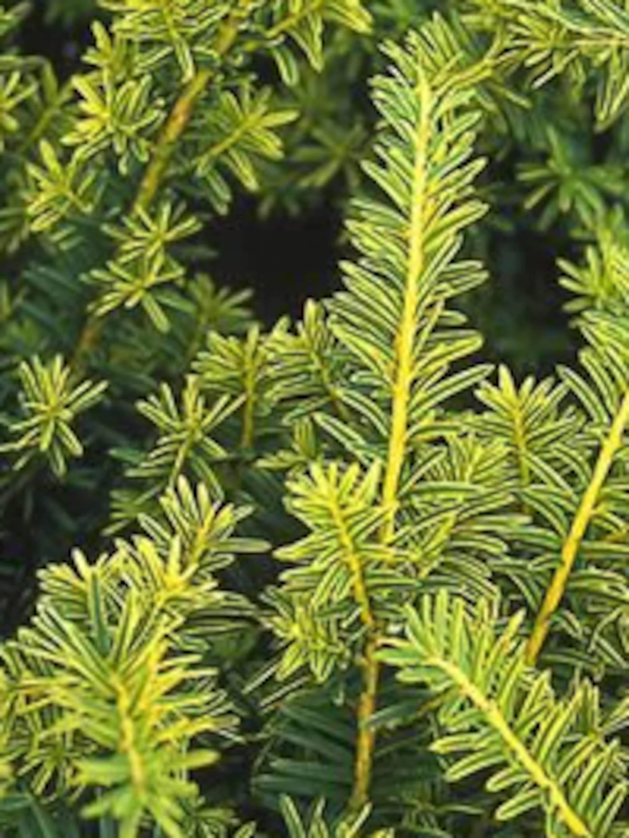 venijnboom summergold