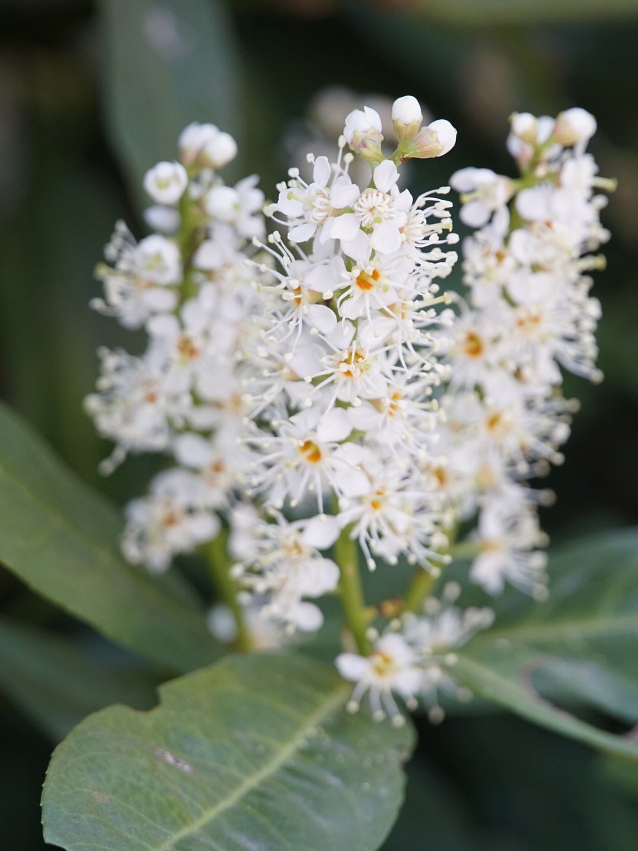 laurierkers herbergii