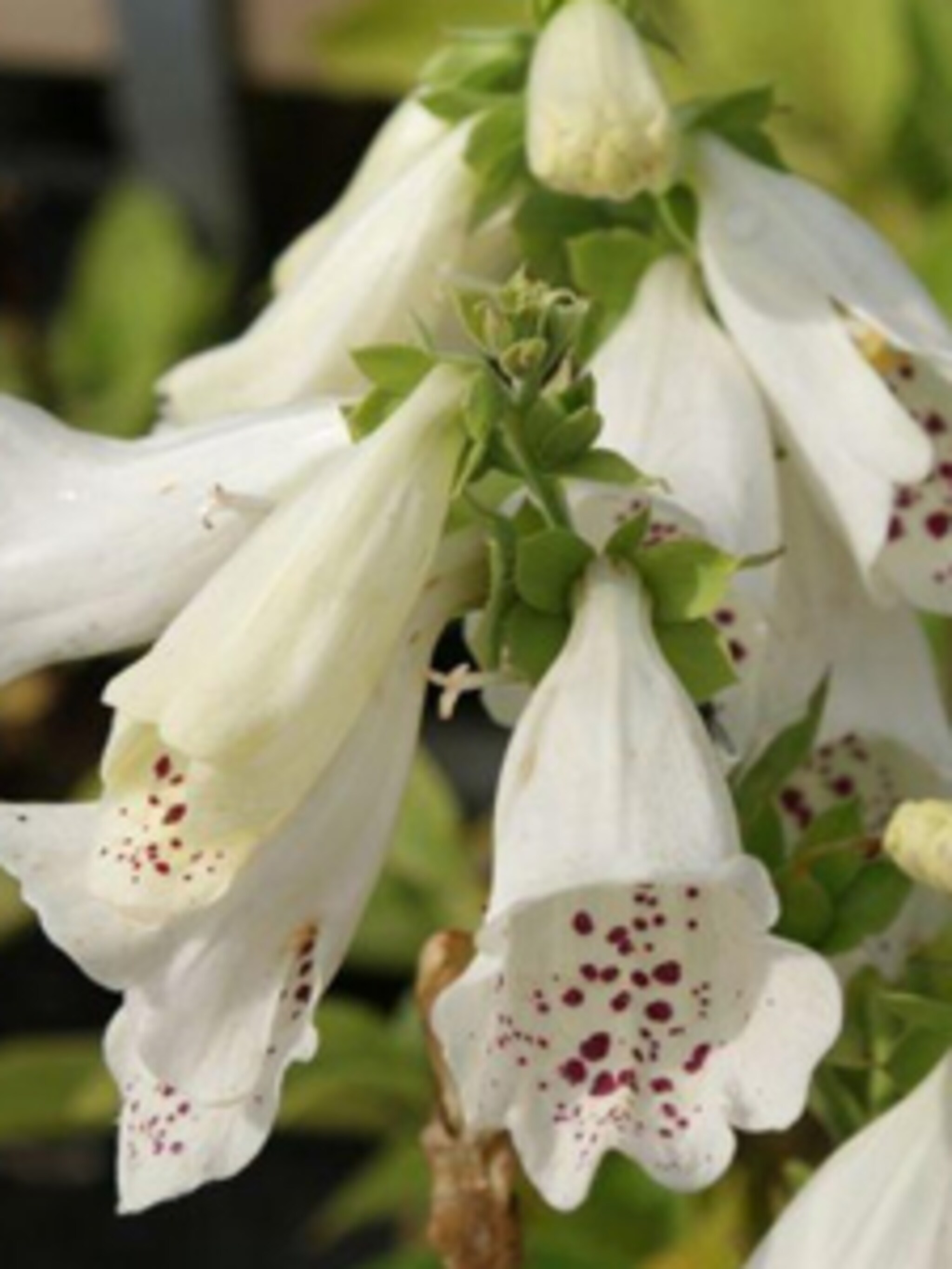 vingerhoedskruid alba