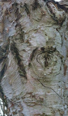 beeld vtwonen