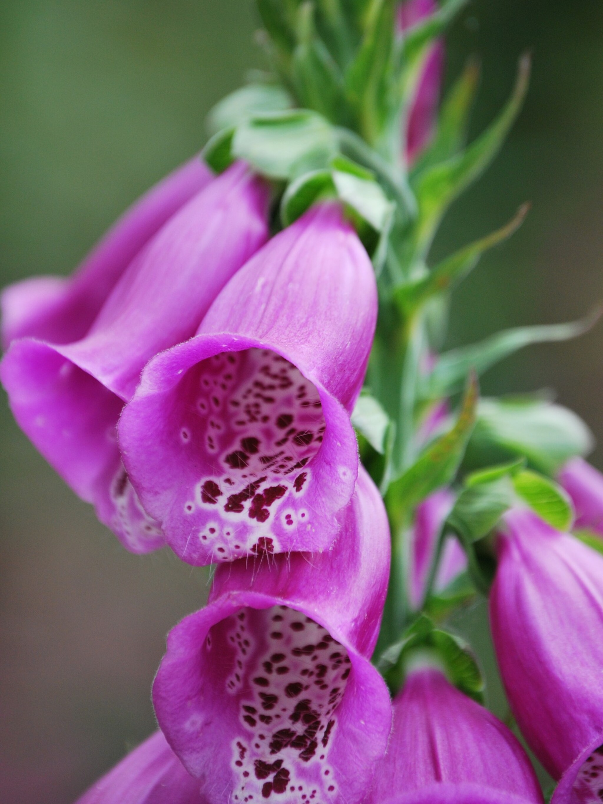 vingerhoedskruid rosea