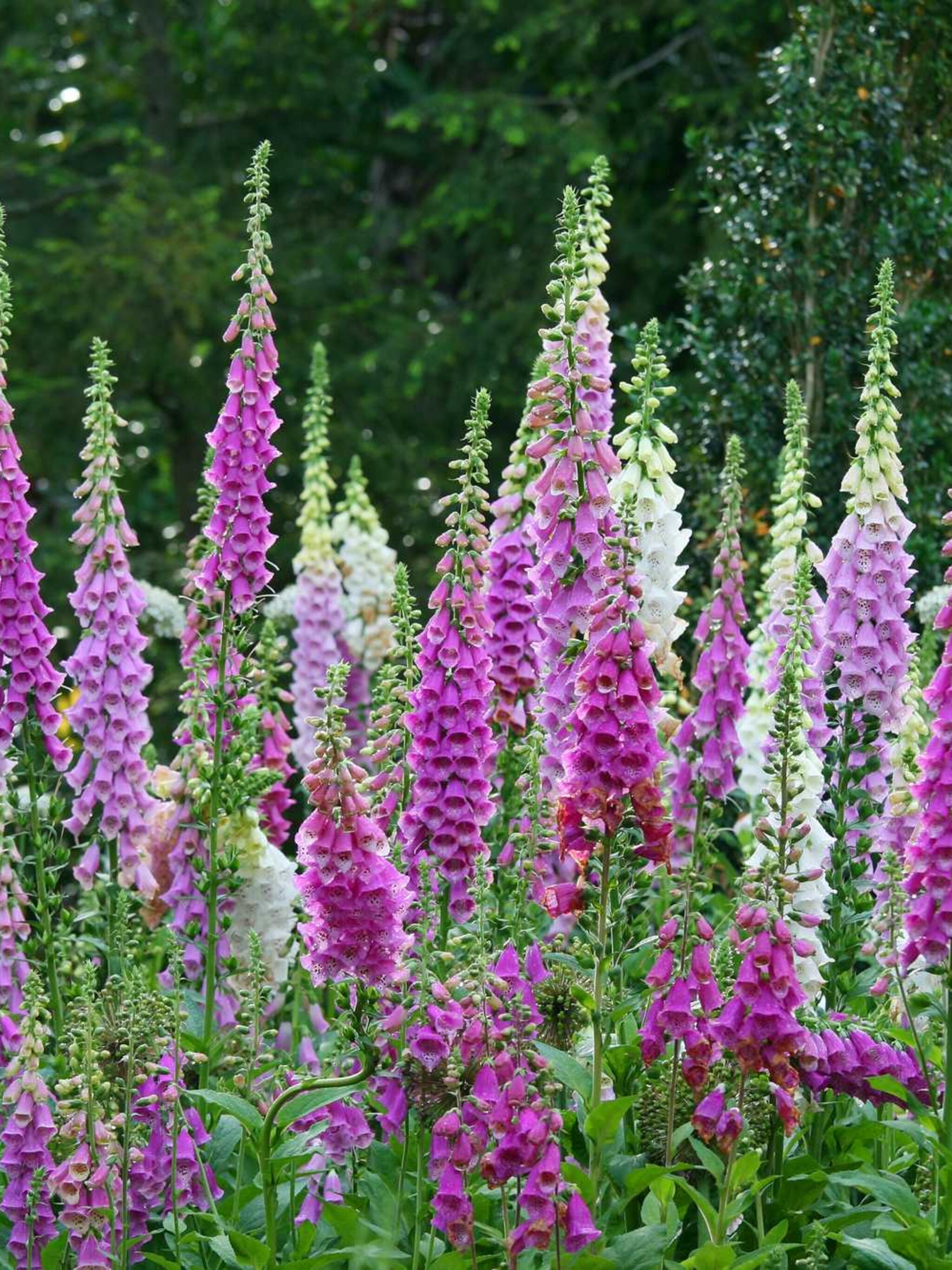 vingerhoedskruid excelsior mixture