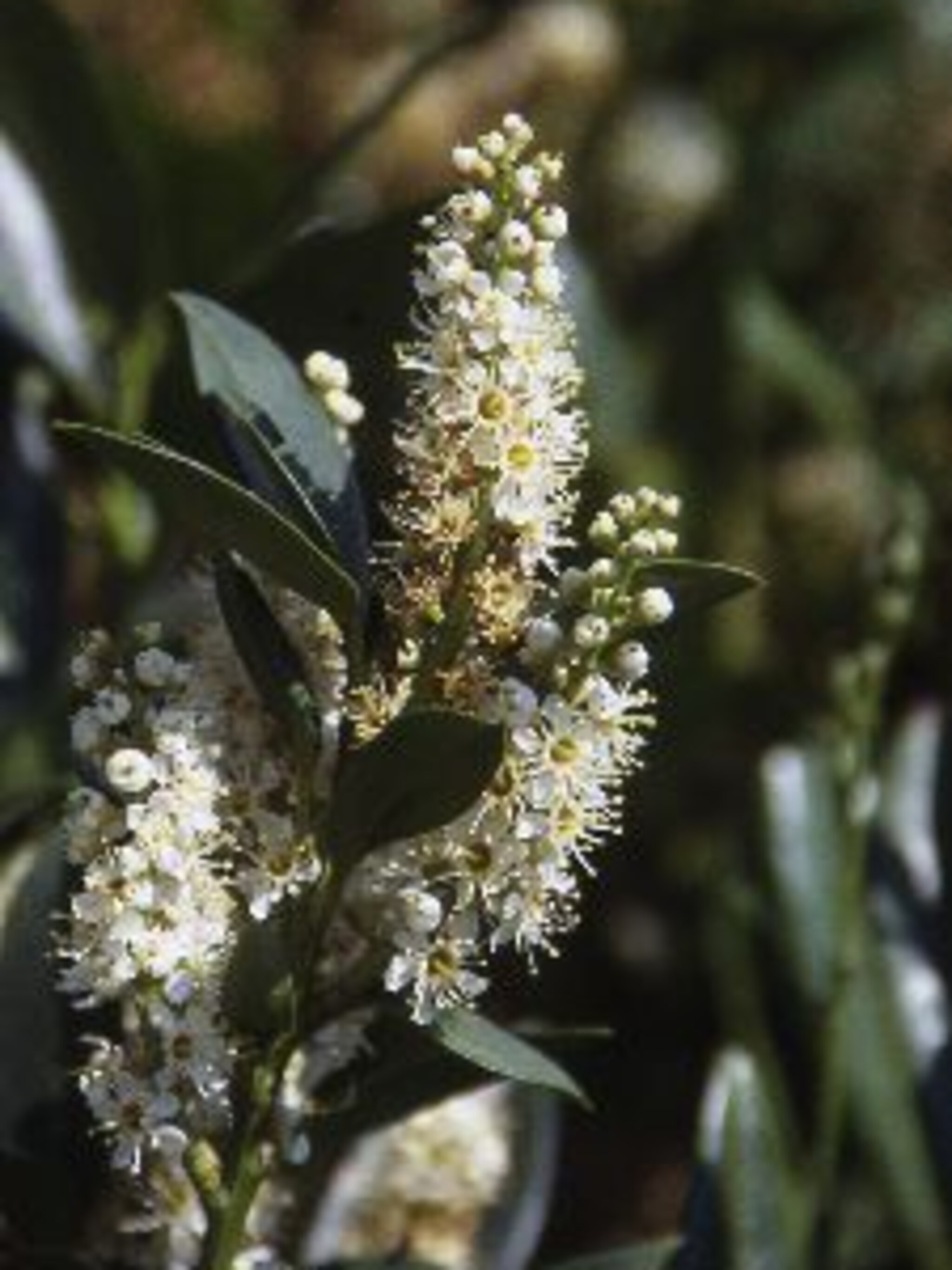 laurierkers prunus lauroceracus