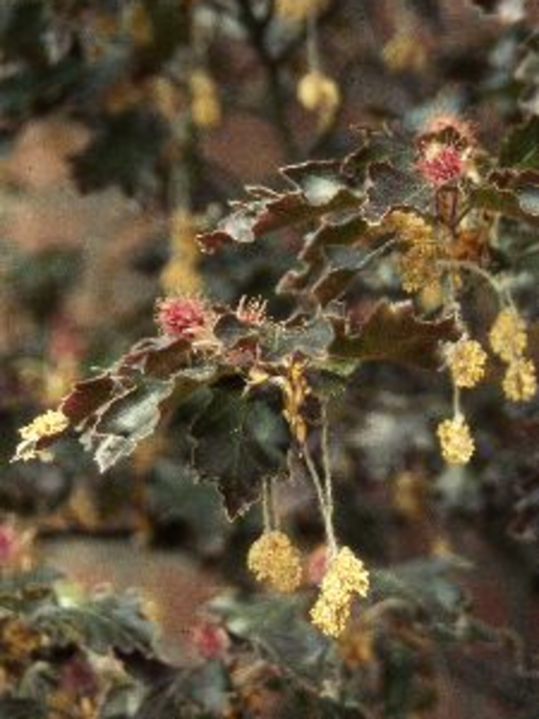 gewone beuk fagus sylvatica