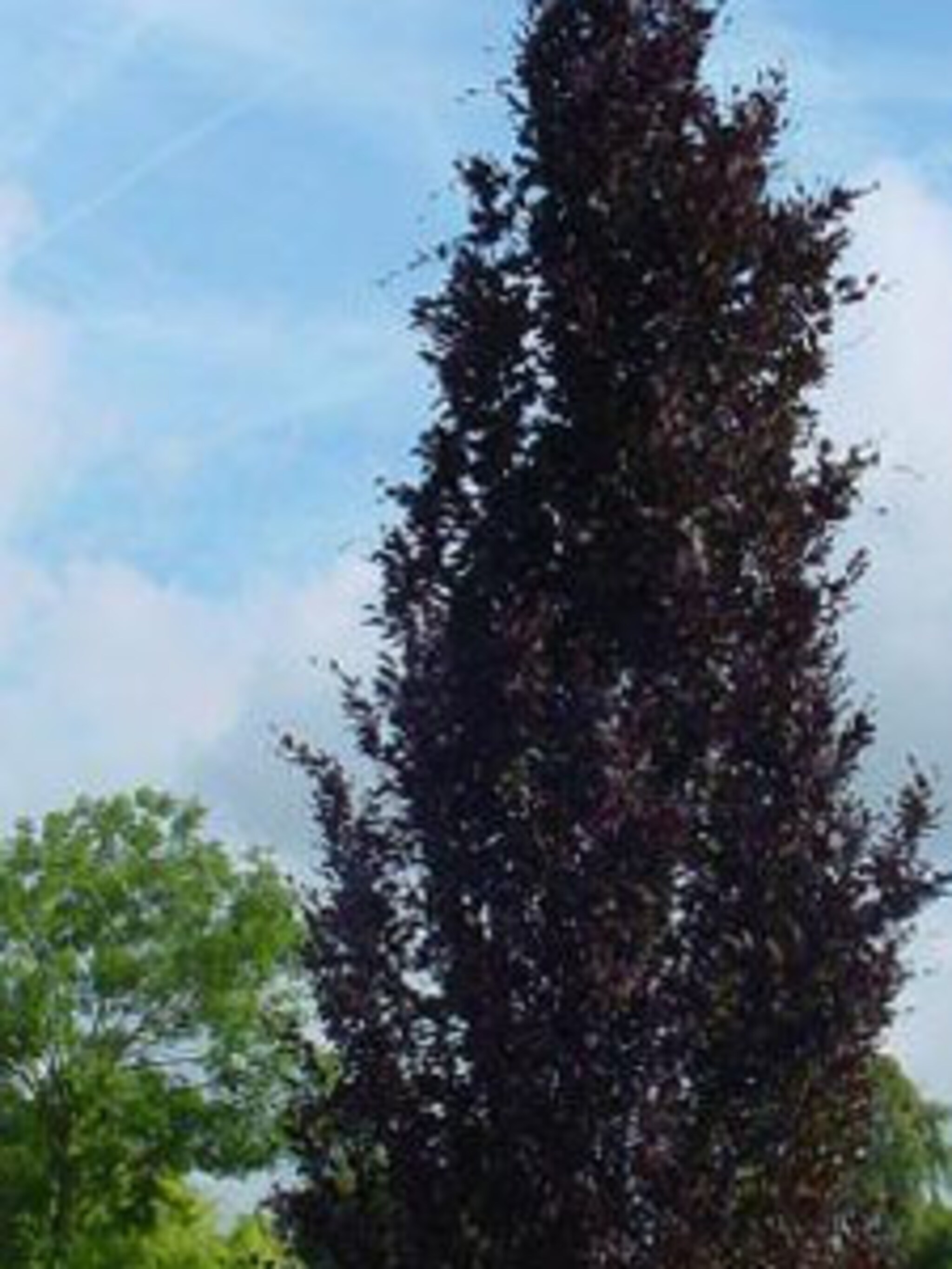 gewone beuk dawyck purple