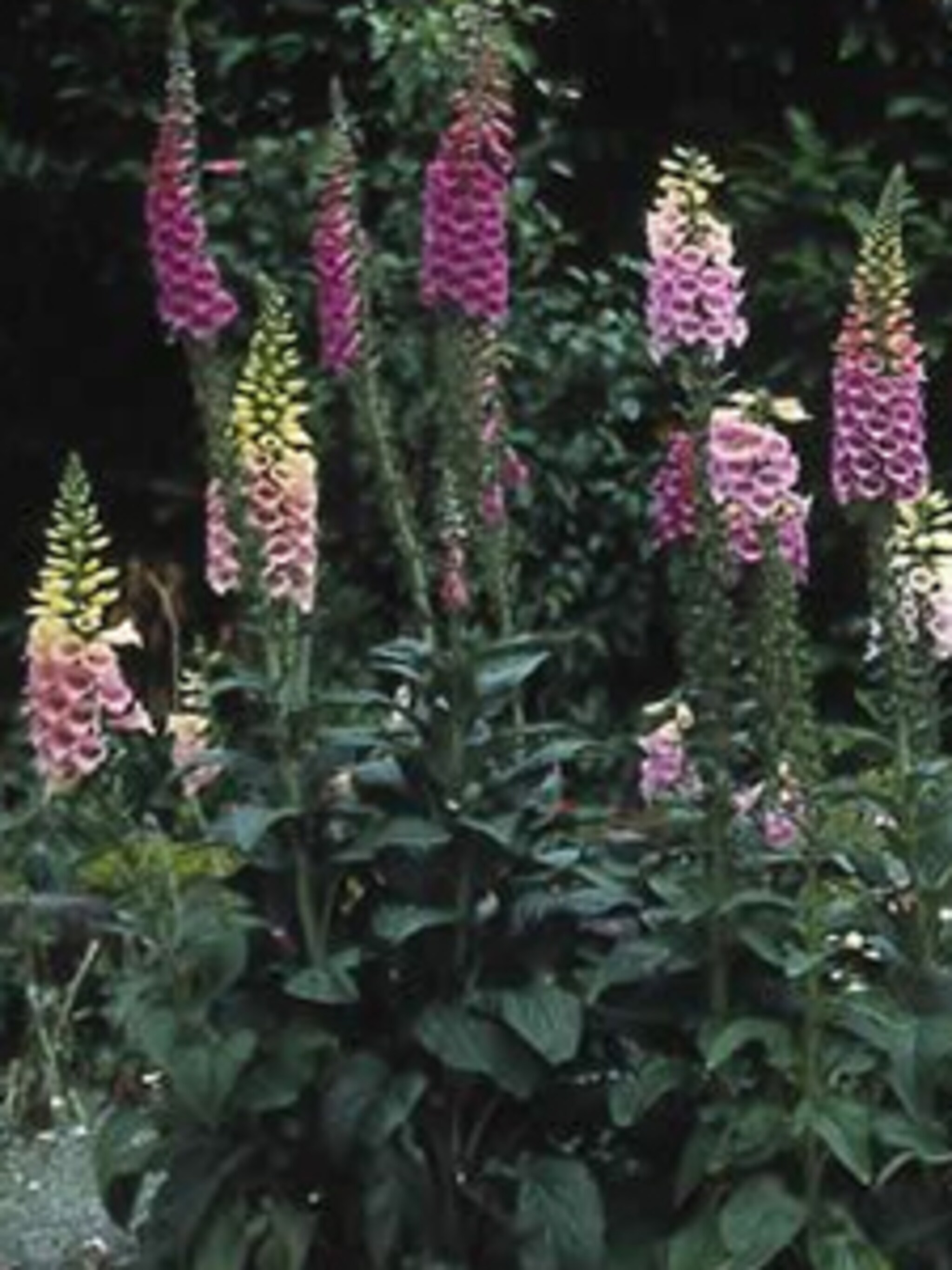 vingerhoedskruid gloxiniiflora
