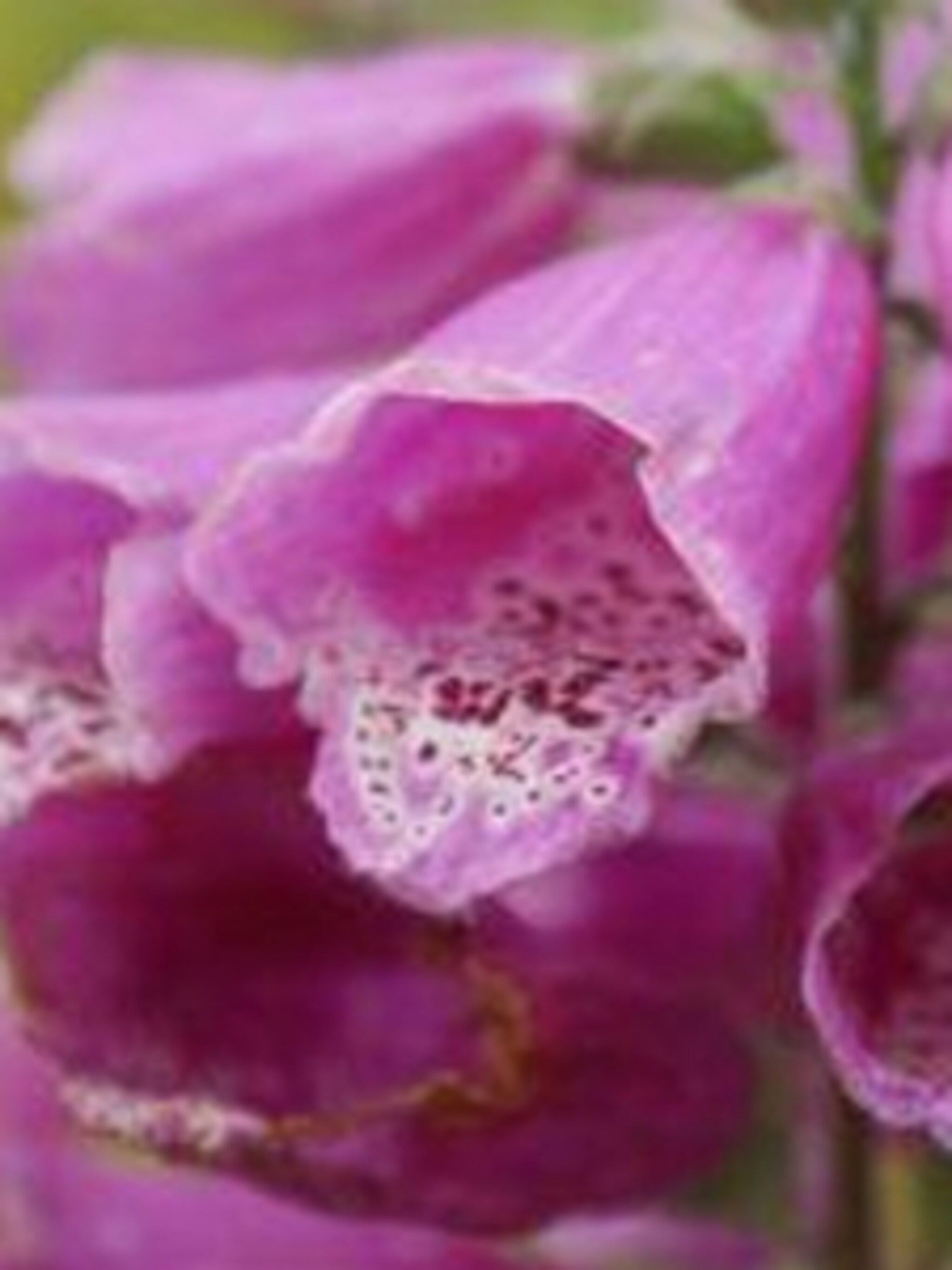 vingerhoedskruid digitalis purpurea