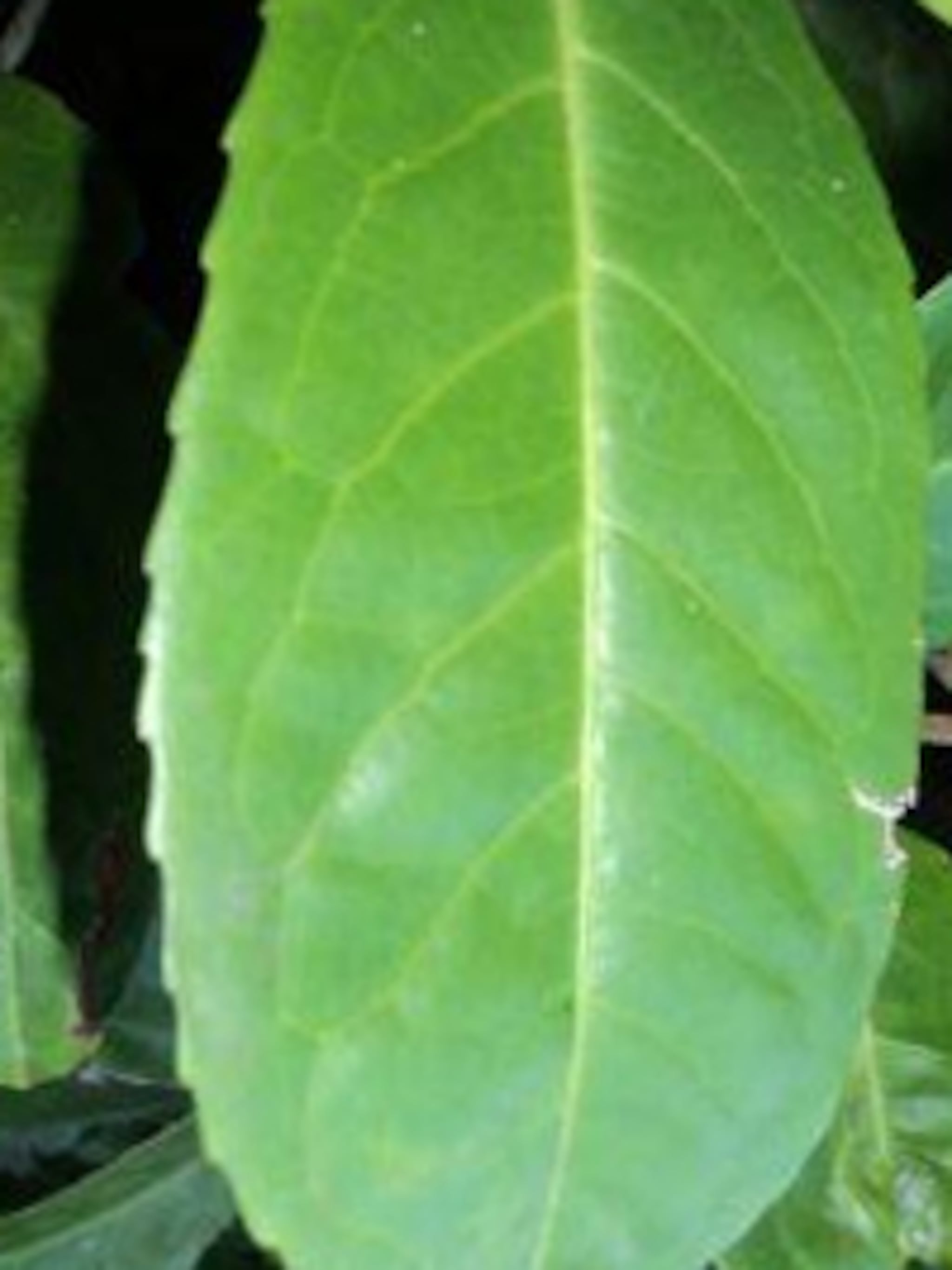 laurierkers rotundifolia
