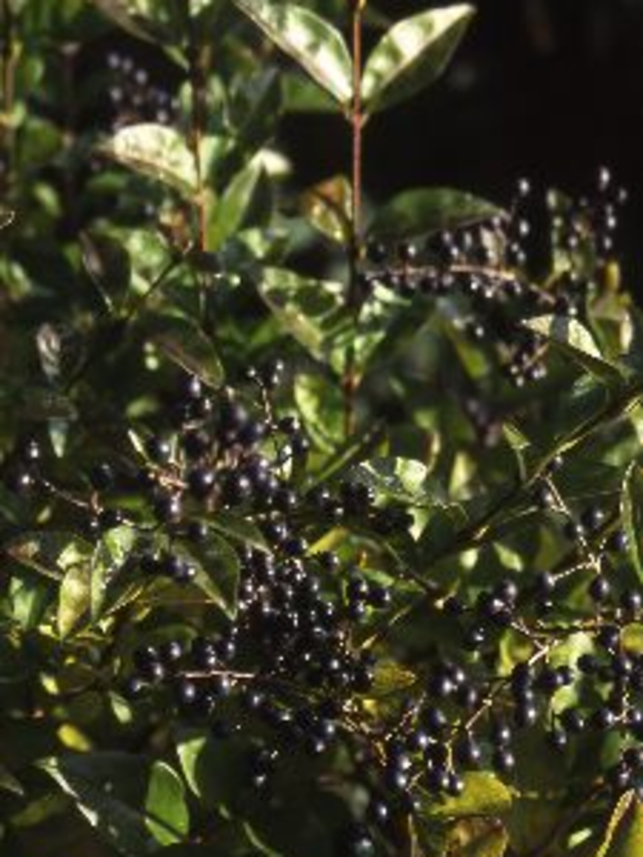 gewone liguster atrovirens