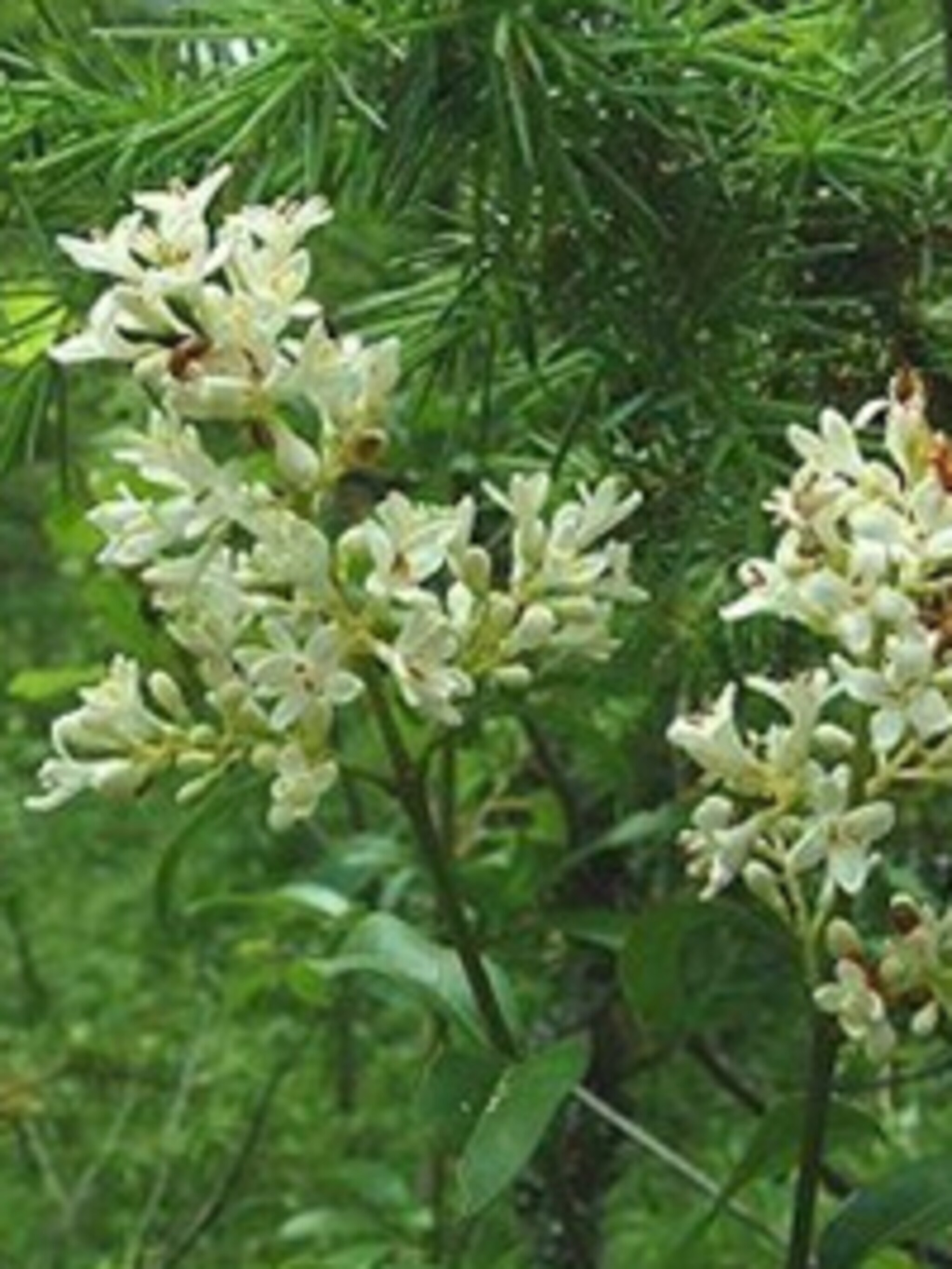 gewone liguster ligustrum vulgare