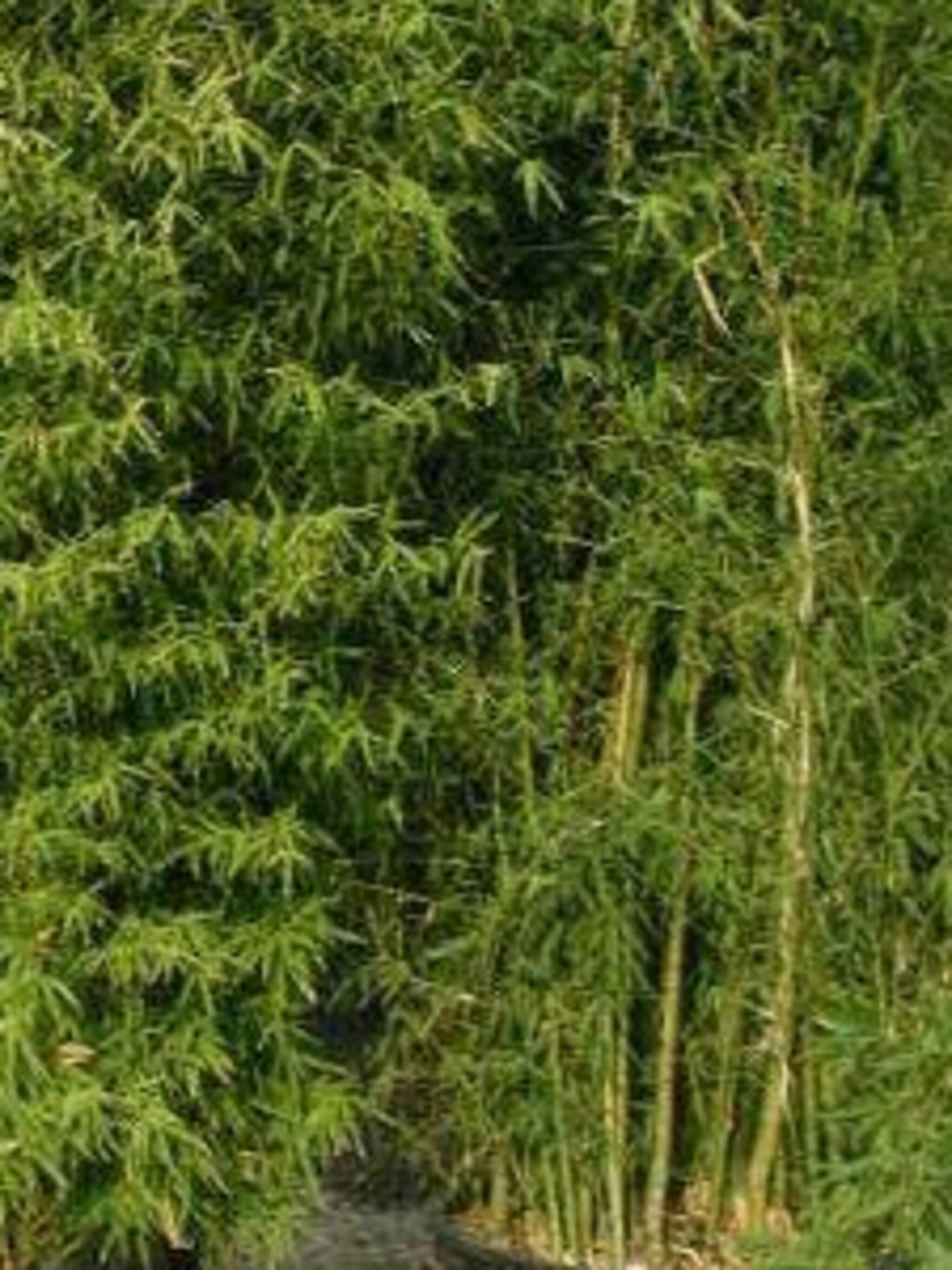 bamboe phyllostachys aurea
