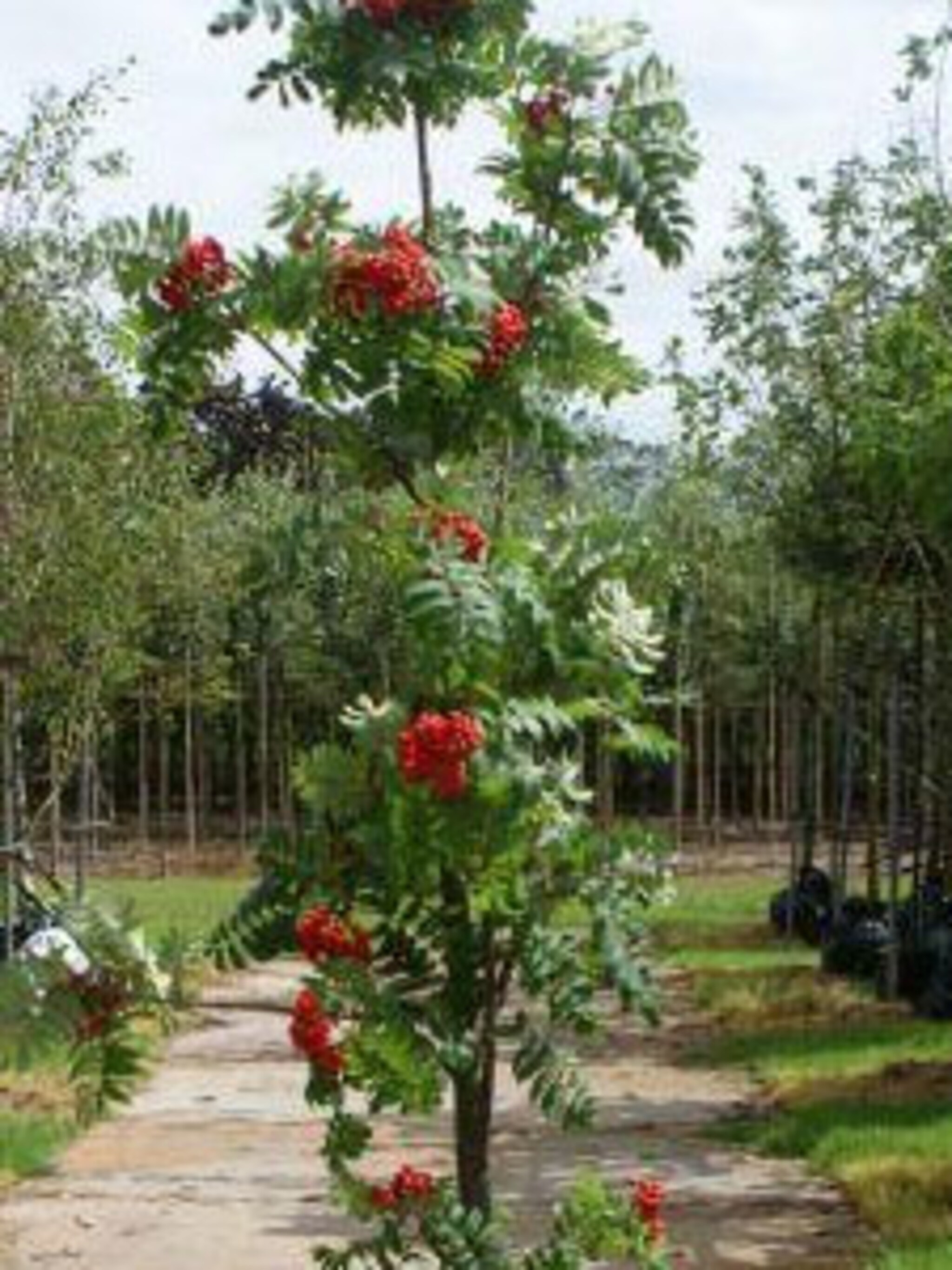 gewone lijsterbes sorbus aucuparia